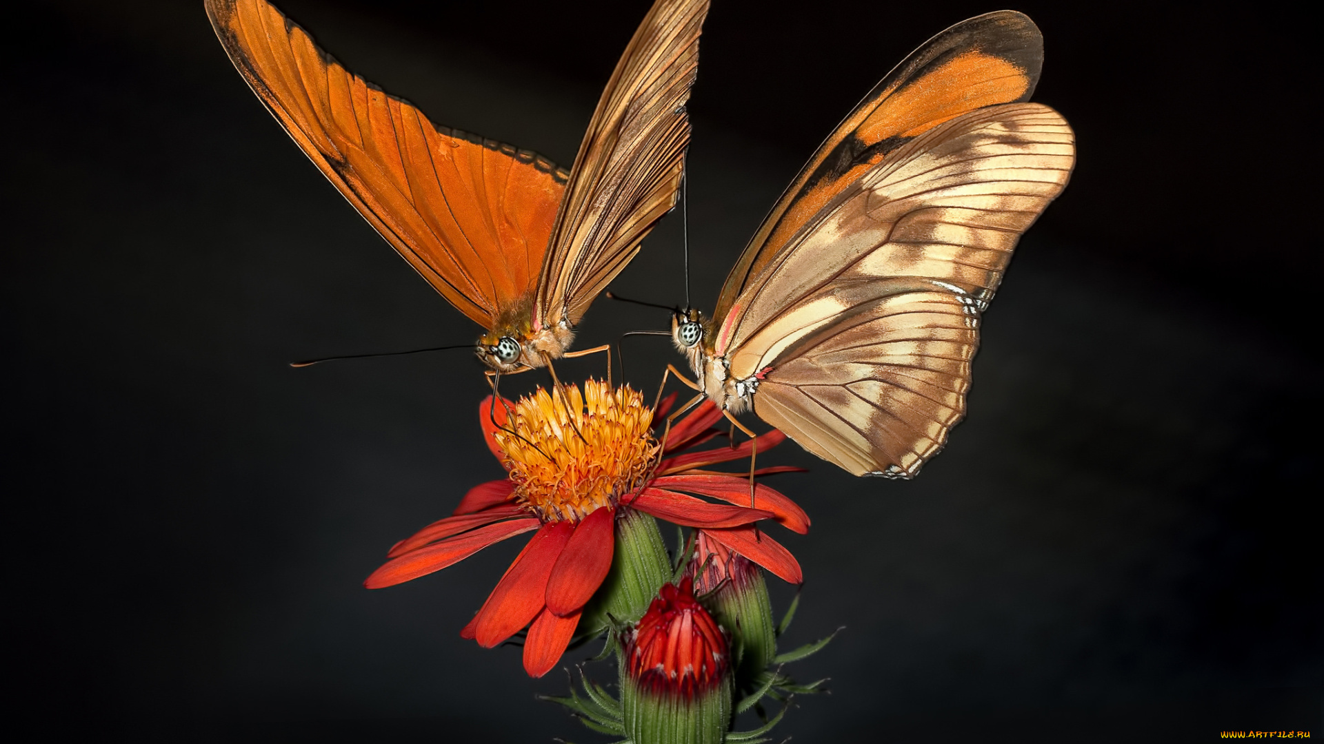 животные, бабочки, , мотыльки, , моли