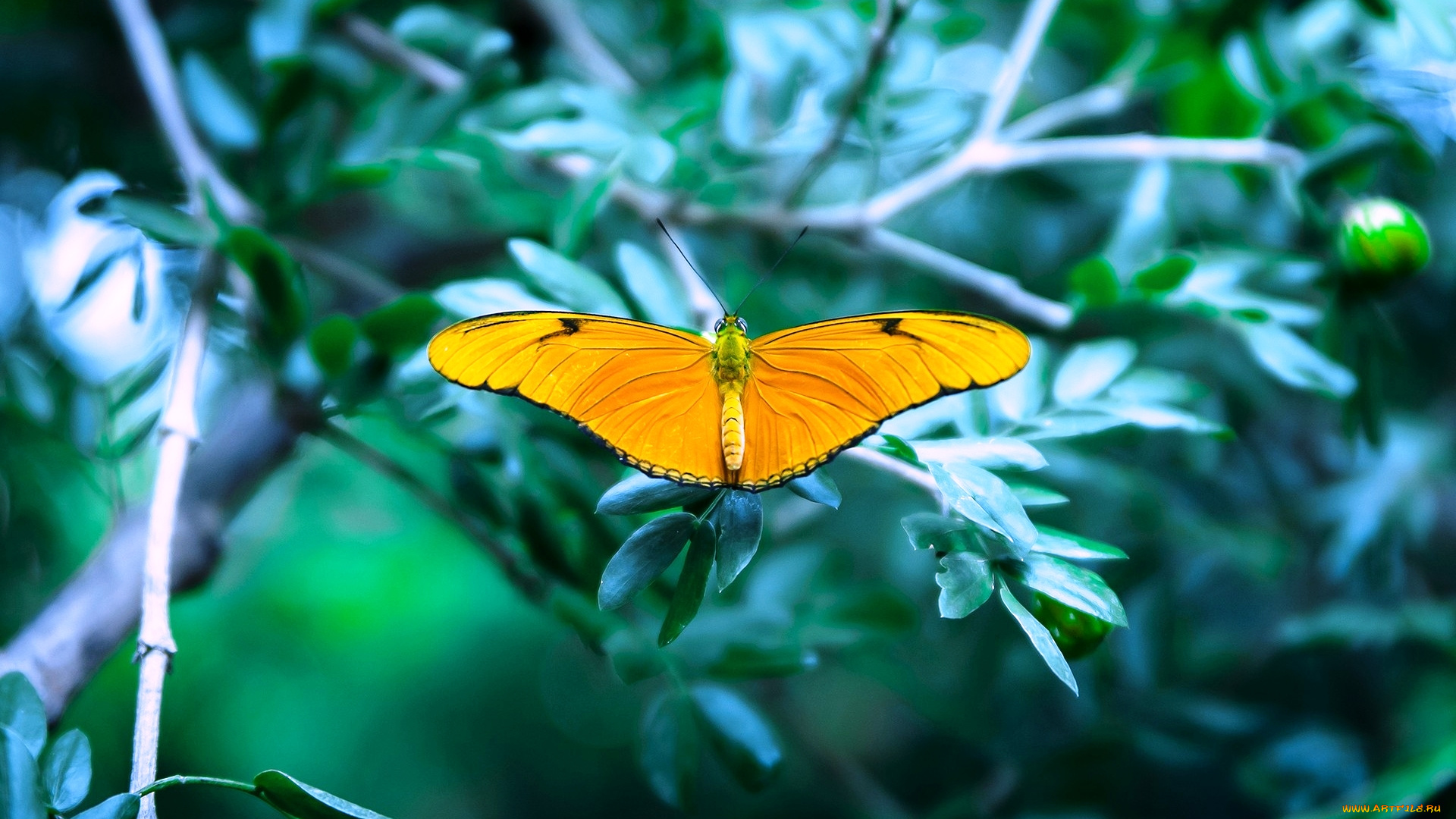 животные, бабочки, , мотыльки, , моли, бабочка, желтая, дерево, листья