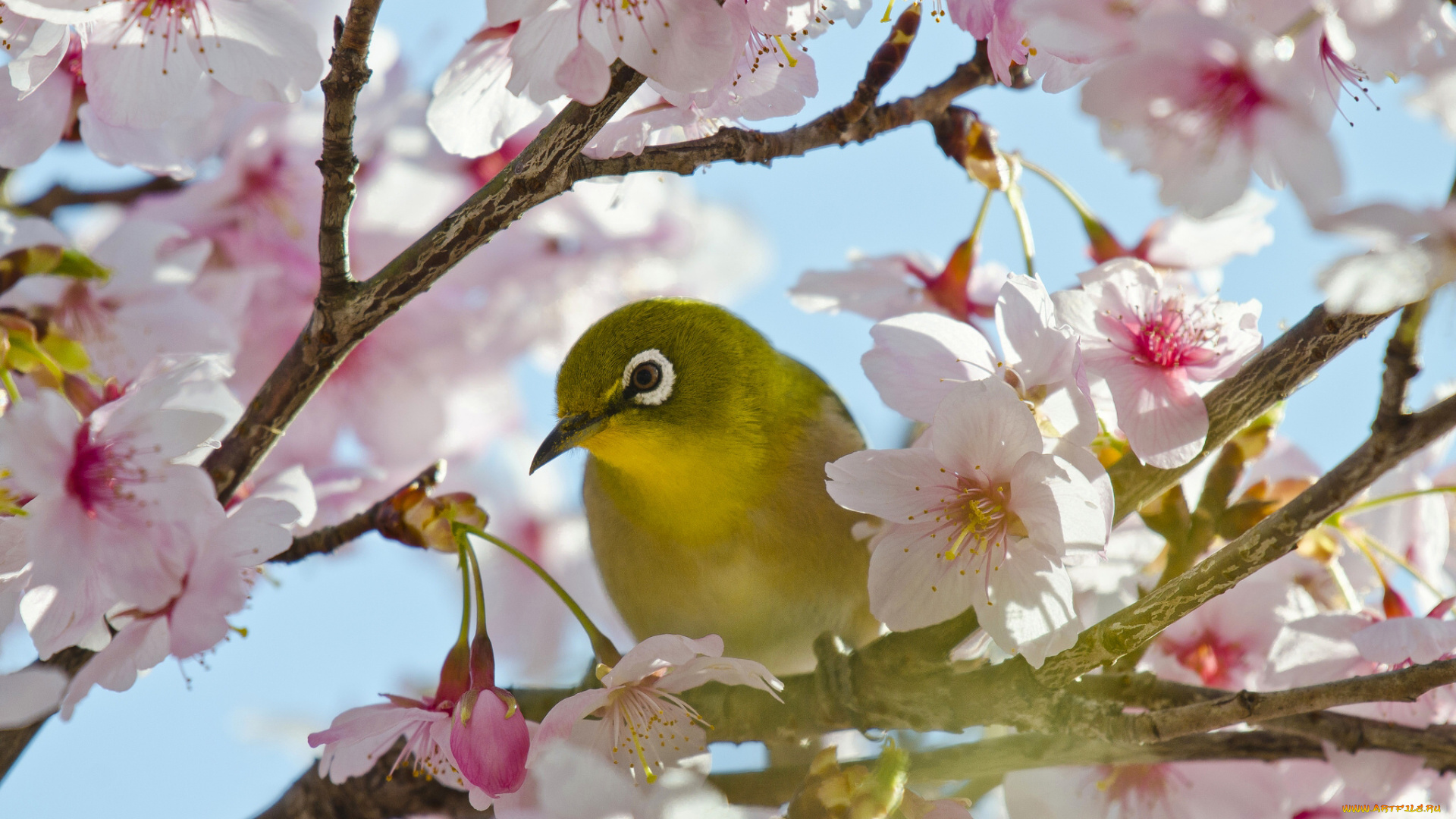 животные, белоглазки, цветение, вишня, сакура, птица, Японская, белоглазка, цветки, ветки