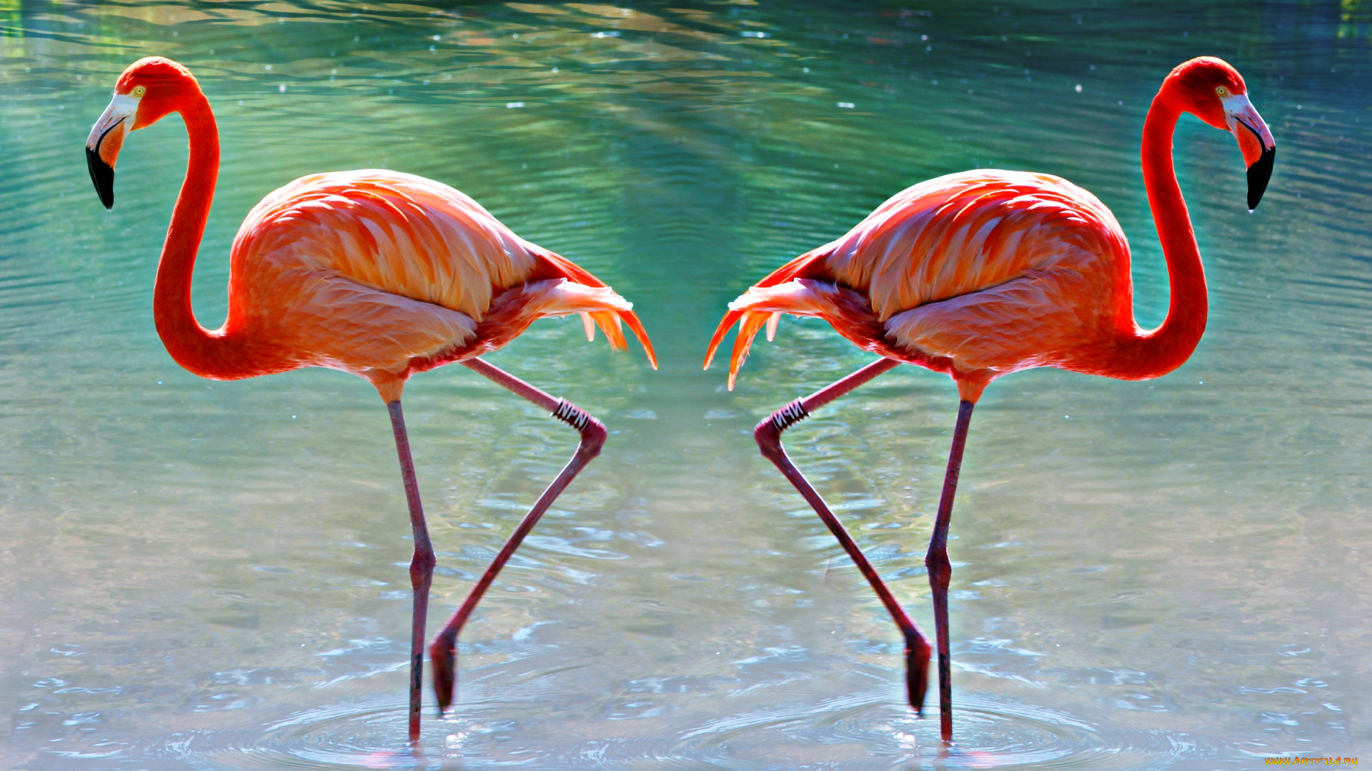 животные, фламинго, птицы