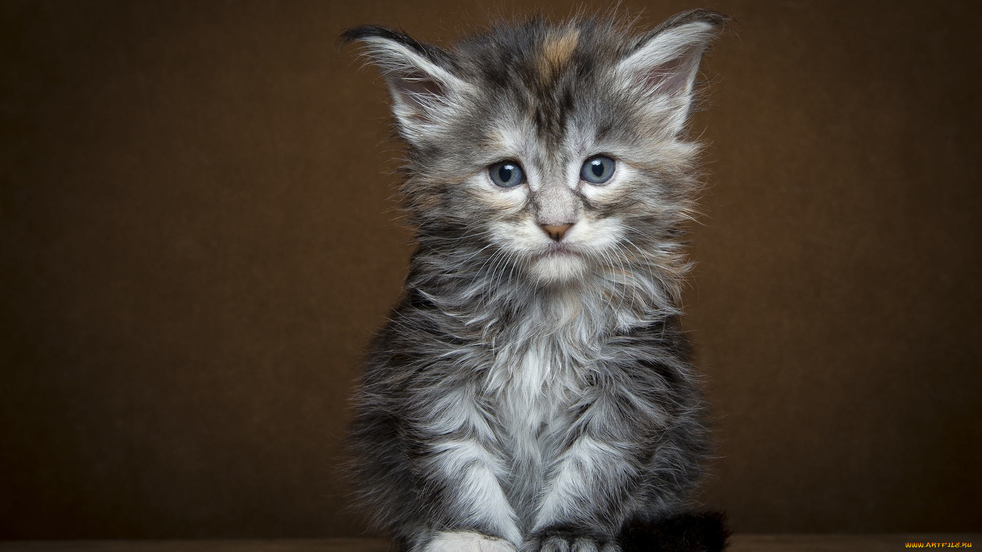 животные, коты, серый, грустный, котенок
