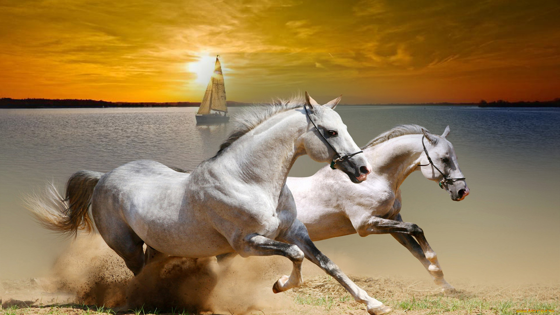 животные, лошади, кони, белые, закат, парусник, яхта, набережная, берег