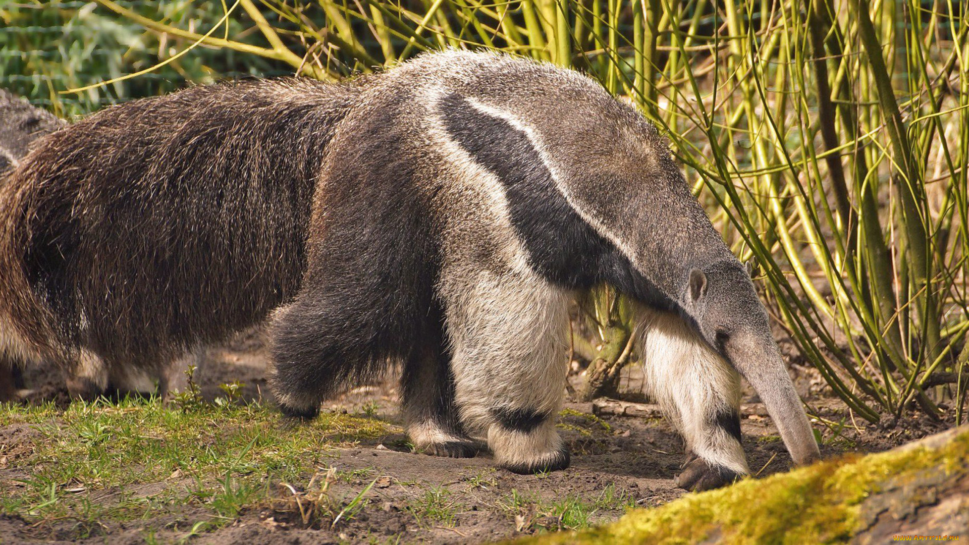 животные, муравьеды, поиск, пищи, млекопитающие, муравьед