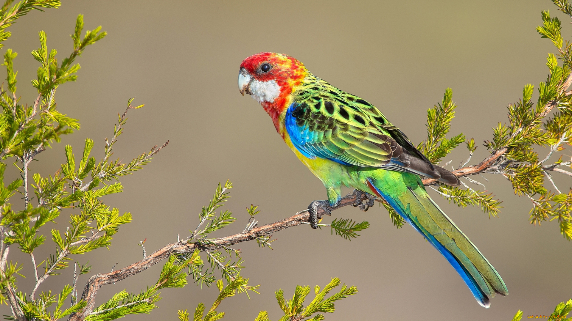 животные, попугаи, птица, попугай, ветка, яркий, перья