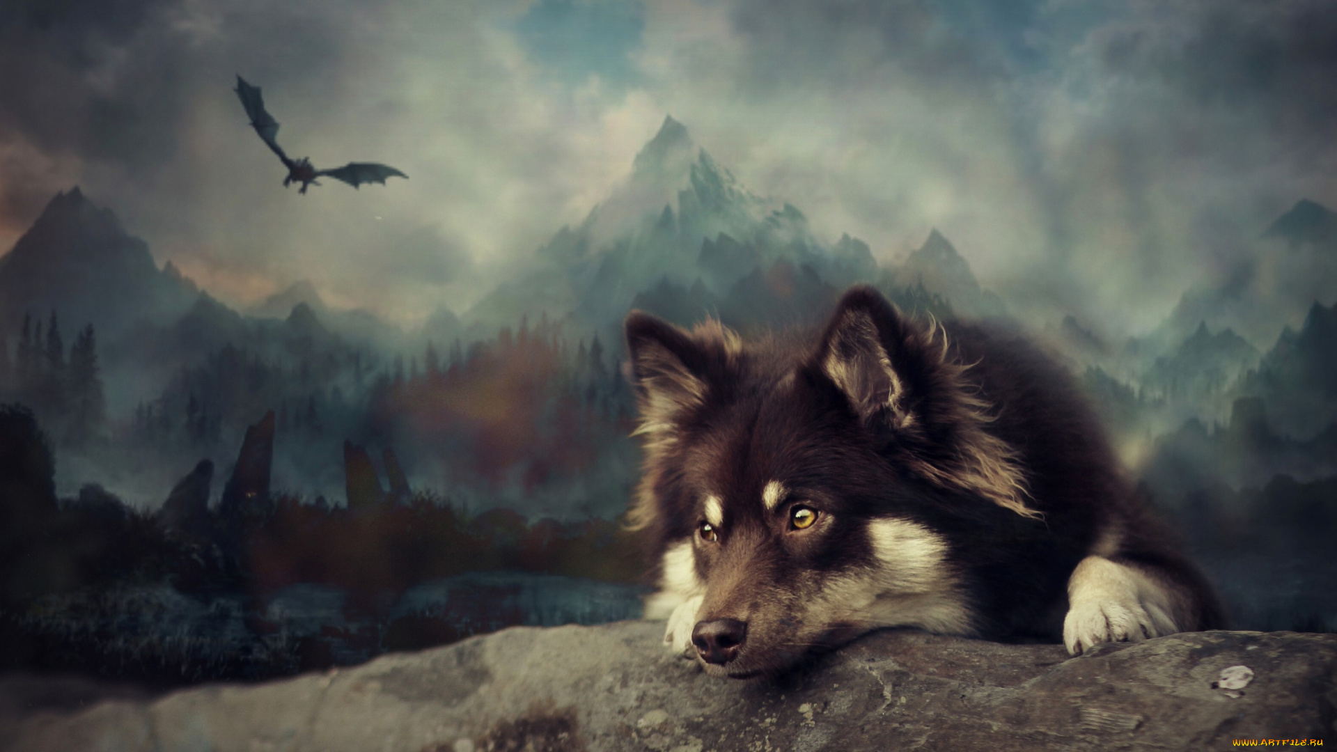 животные, собаки, фон, собака