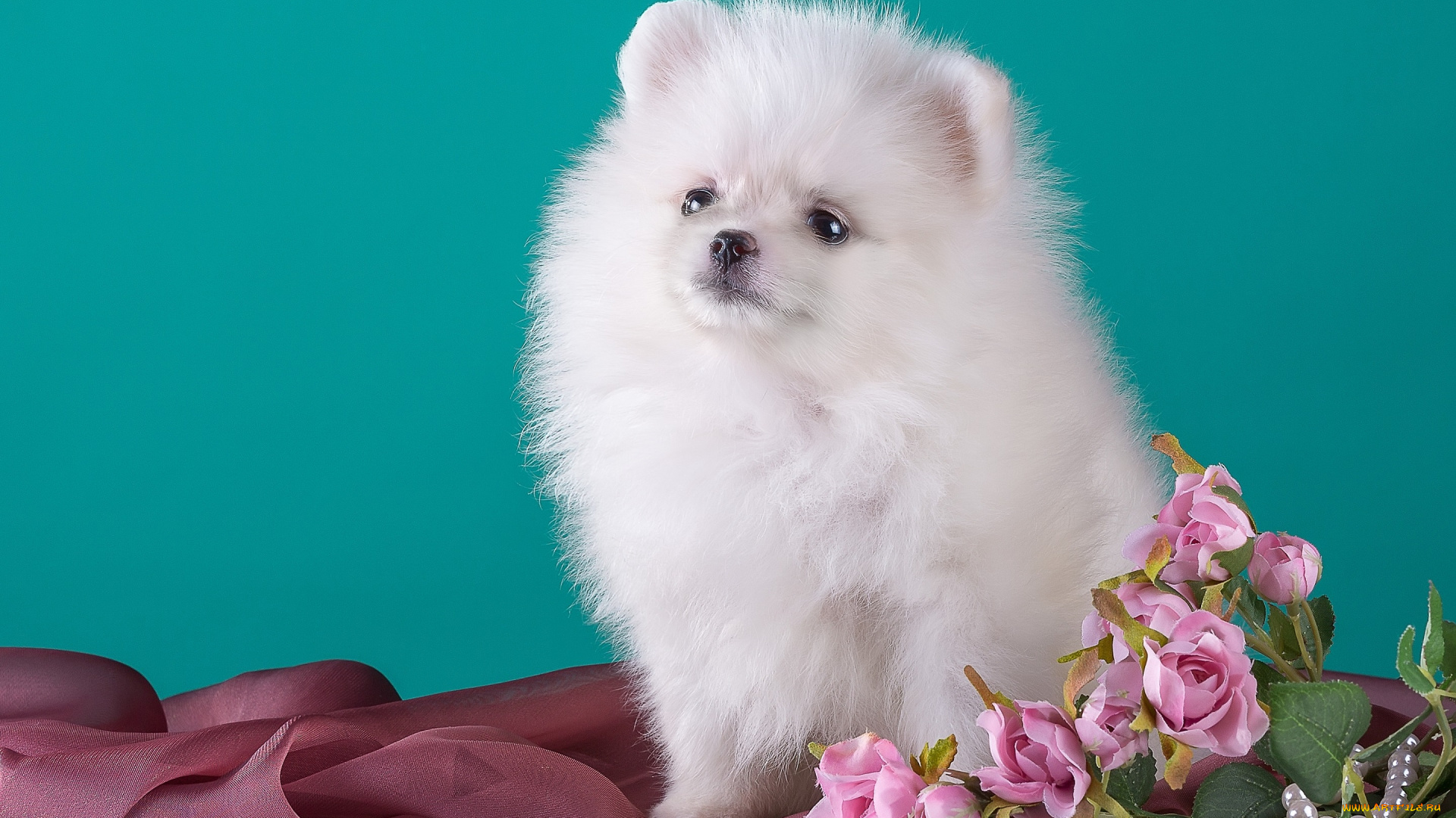 животные, собаки, милый, цветы, шпиц