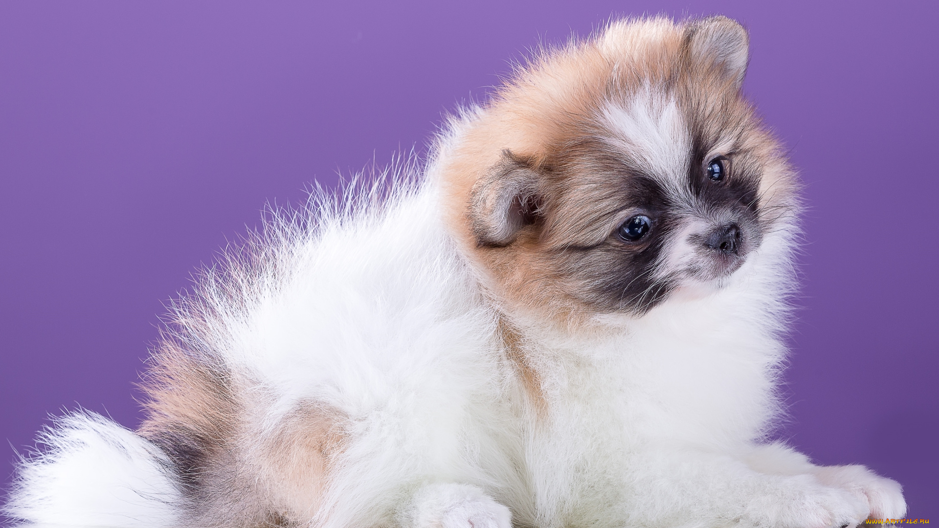 животные, собаки, милый, цветы, шпиц