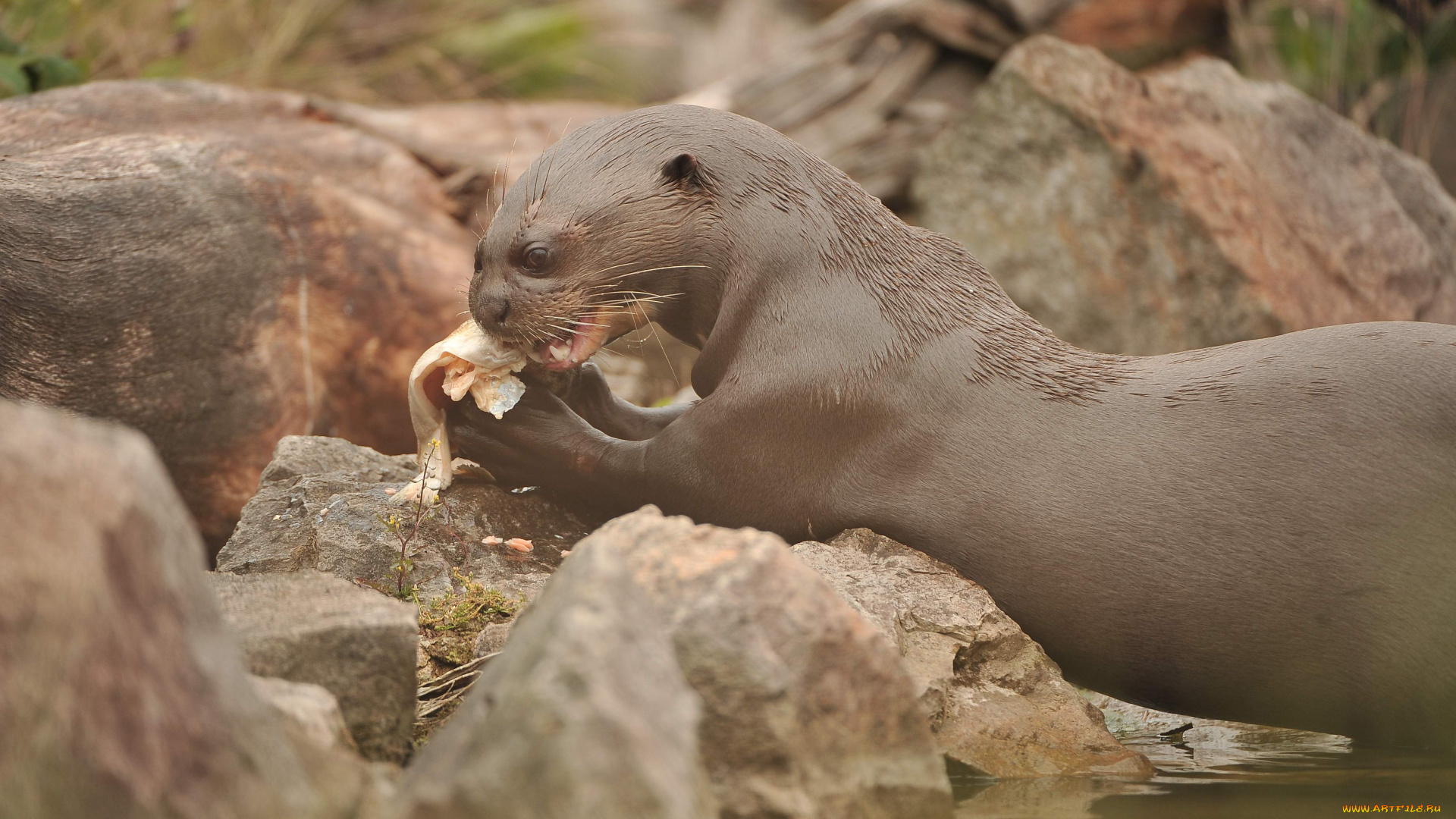 животные, выдры, , каланы, , ондатры, у, воды, обед, млекопитающие, выдра
