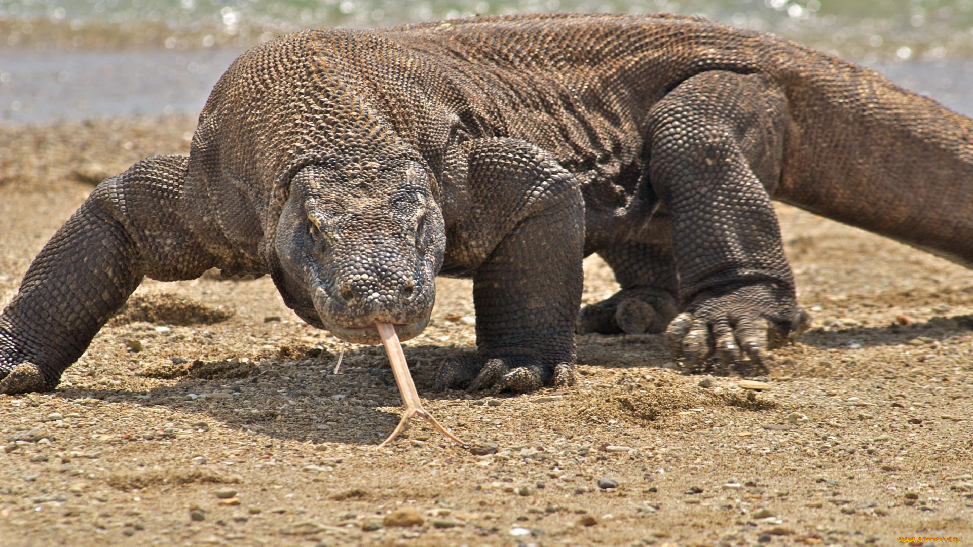 животные, Ящерицы, , игуаны, , вараны, ящерицы, komodo, охота, варан, гигант