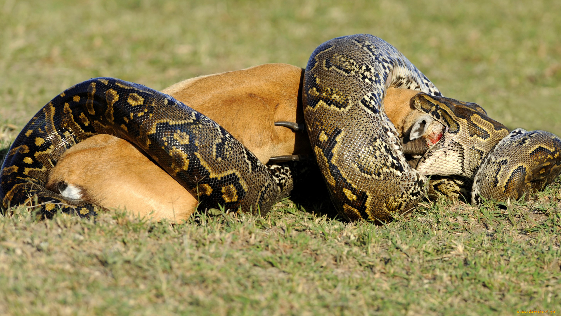 животные, змеи, , питоны, , кобры, анаконда, обед, змея, заглатывает, антилопу