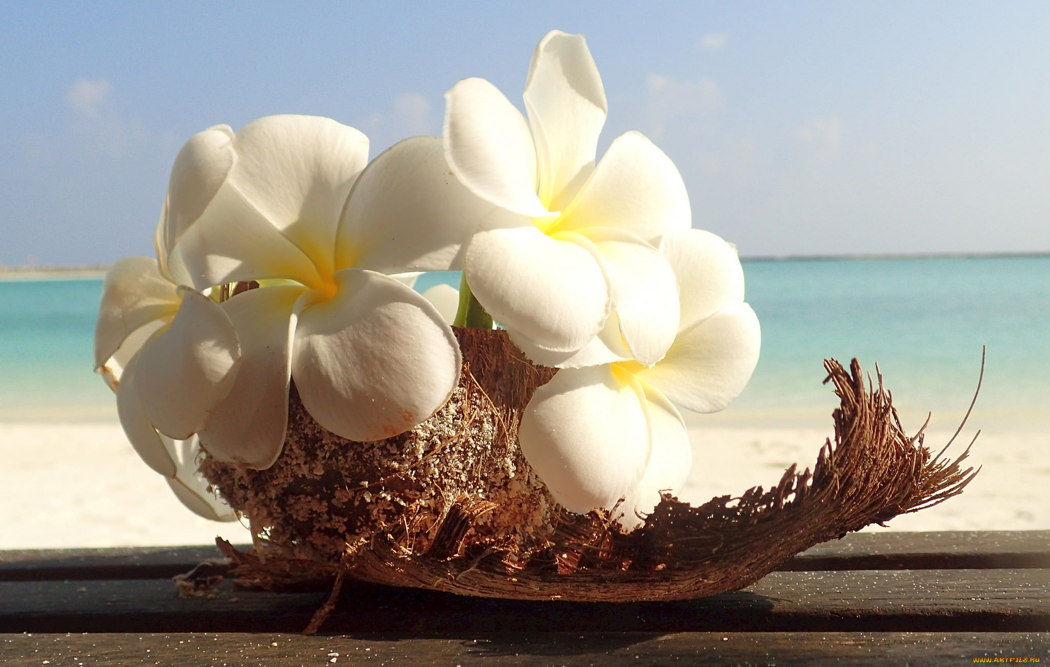 цветы, плюмерия