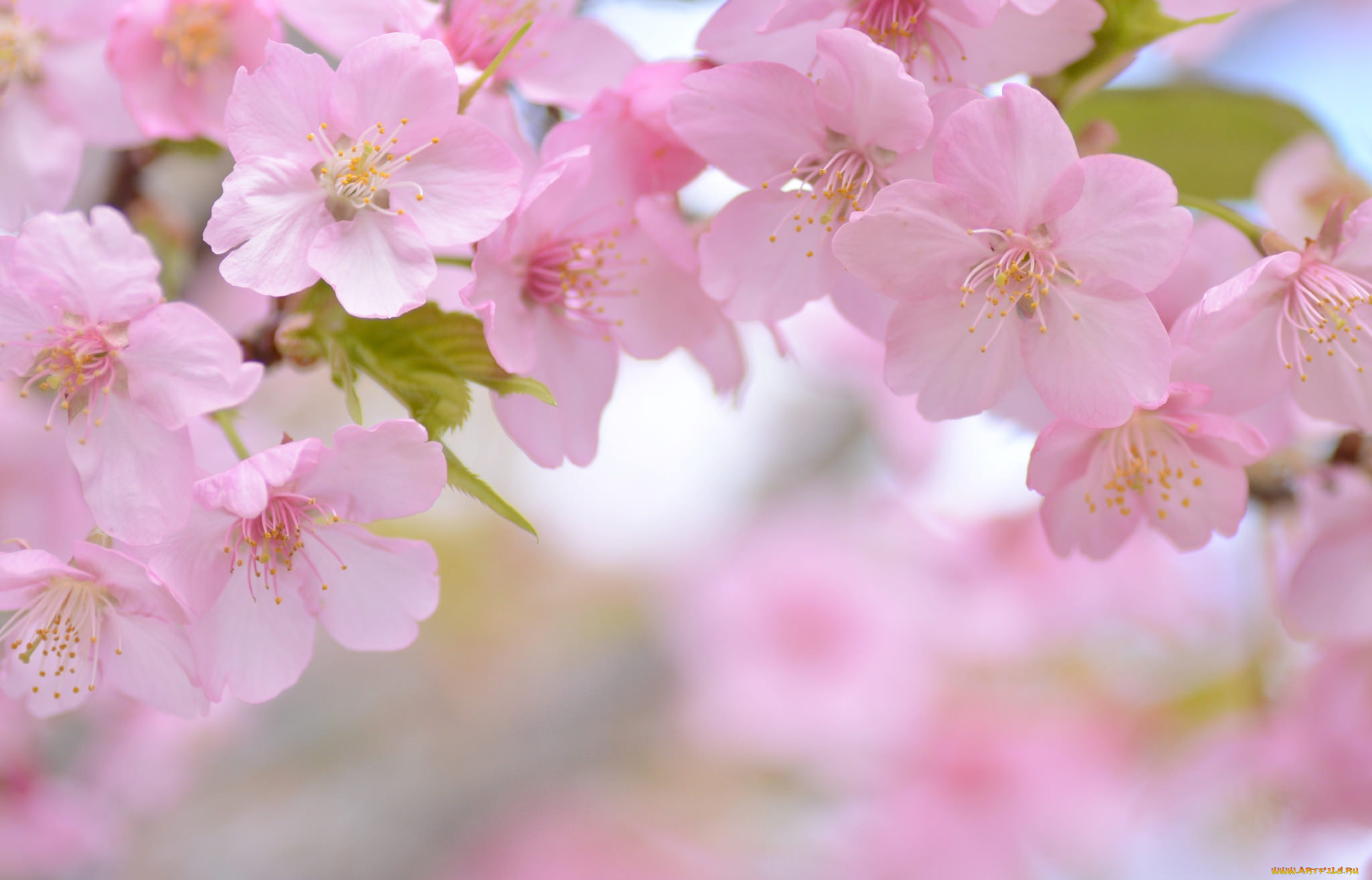 цветы, сакура, , вишня