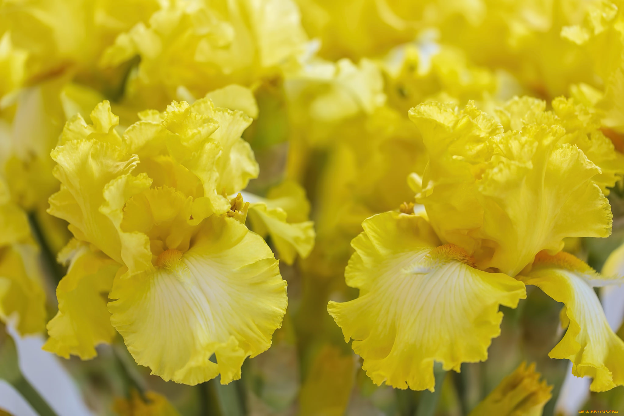 цветы, ирисы, желтый, макро, ирис