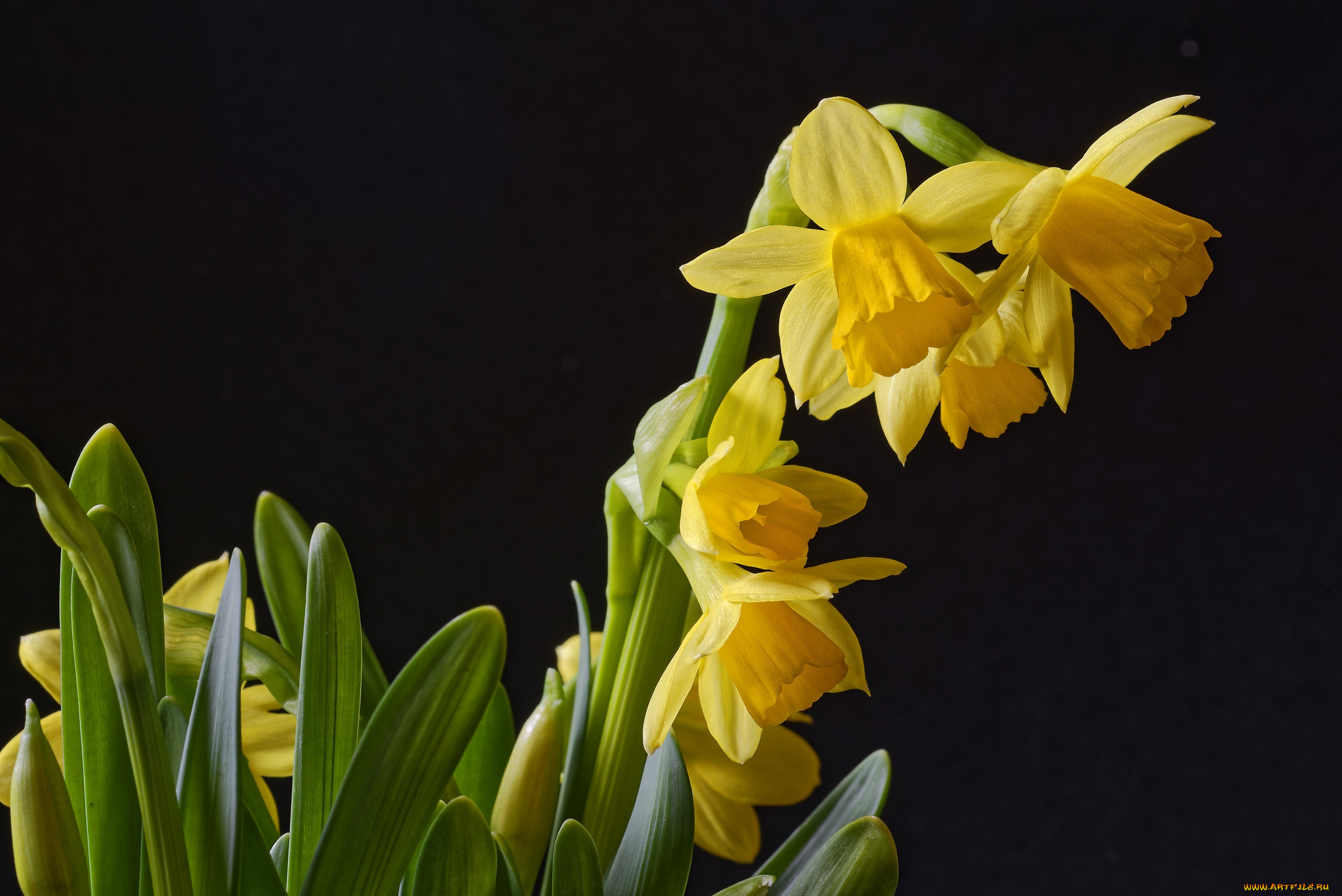 цветы, нарциссы, листья, лепестки