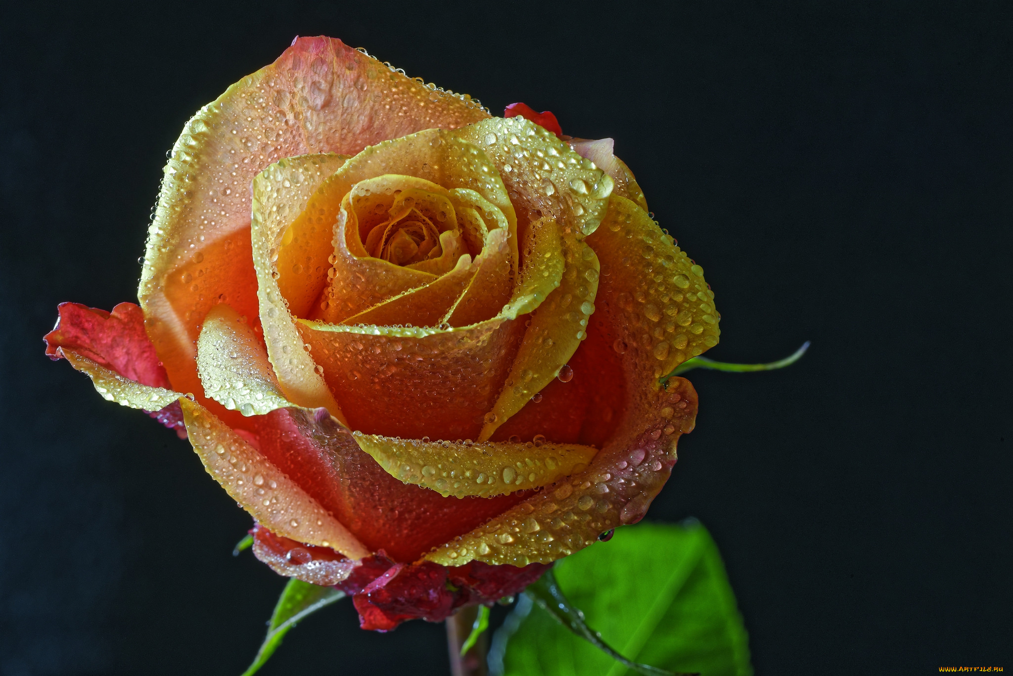 цветы, розы, роза