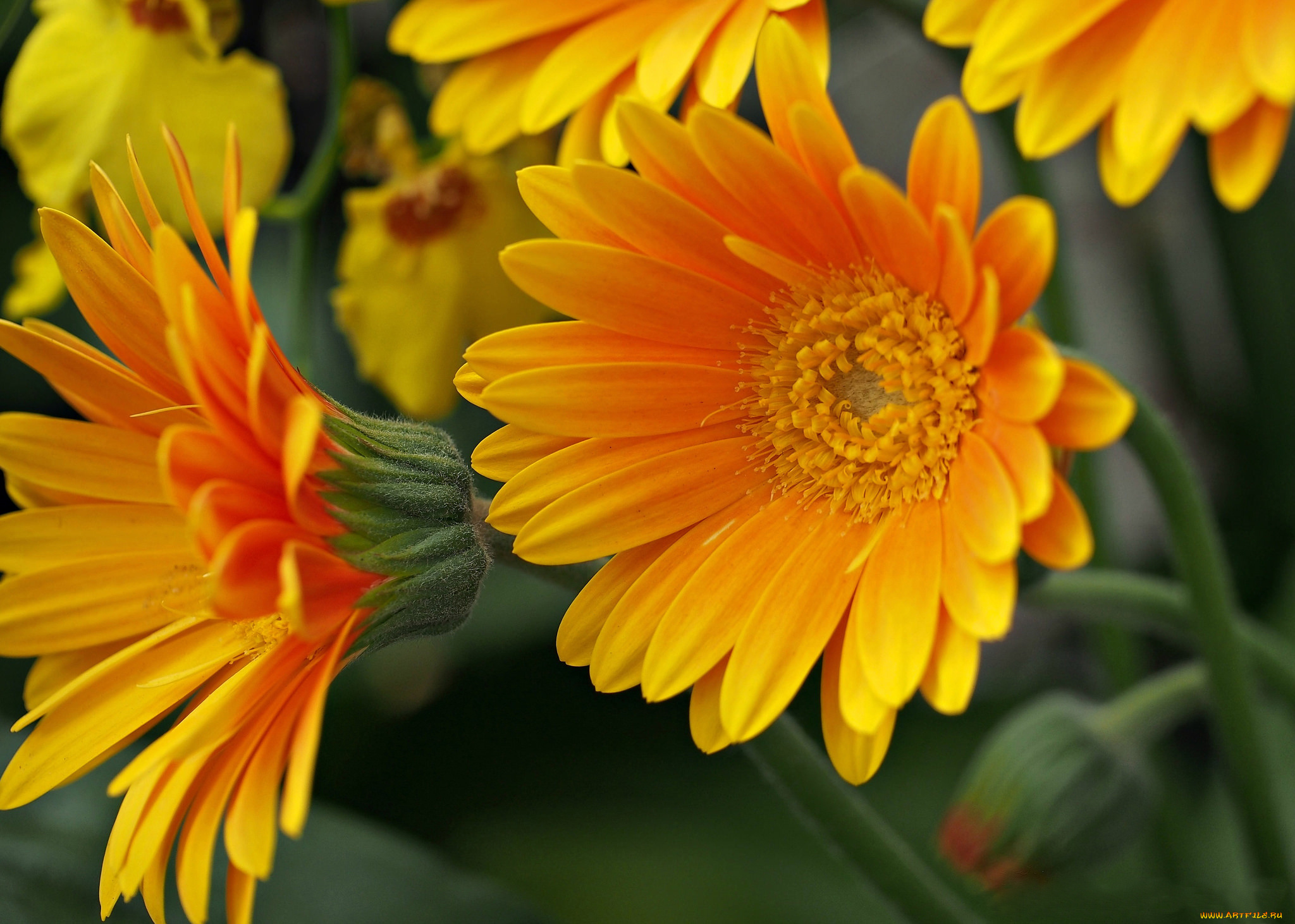 цветы, герберы, макро, лепестки