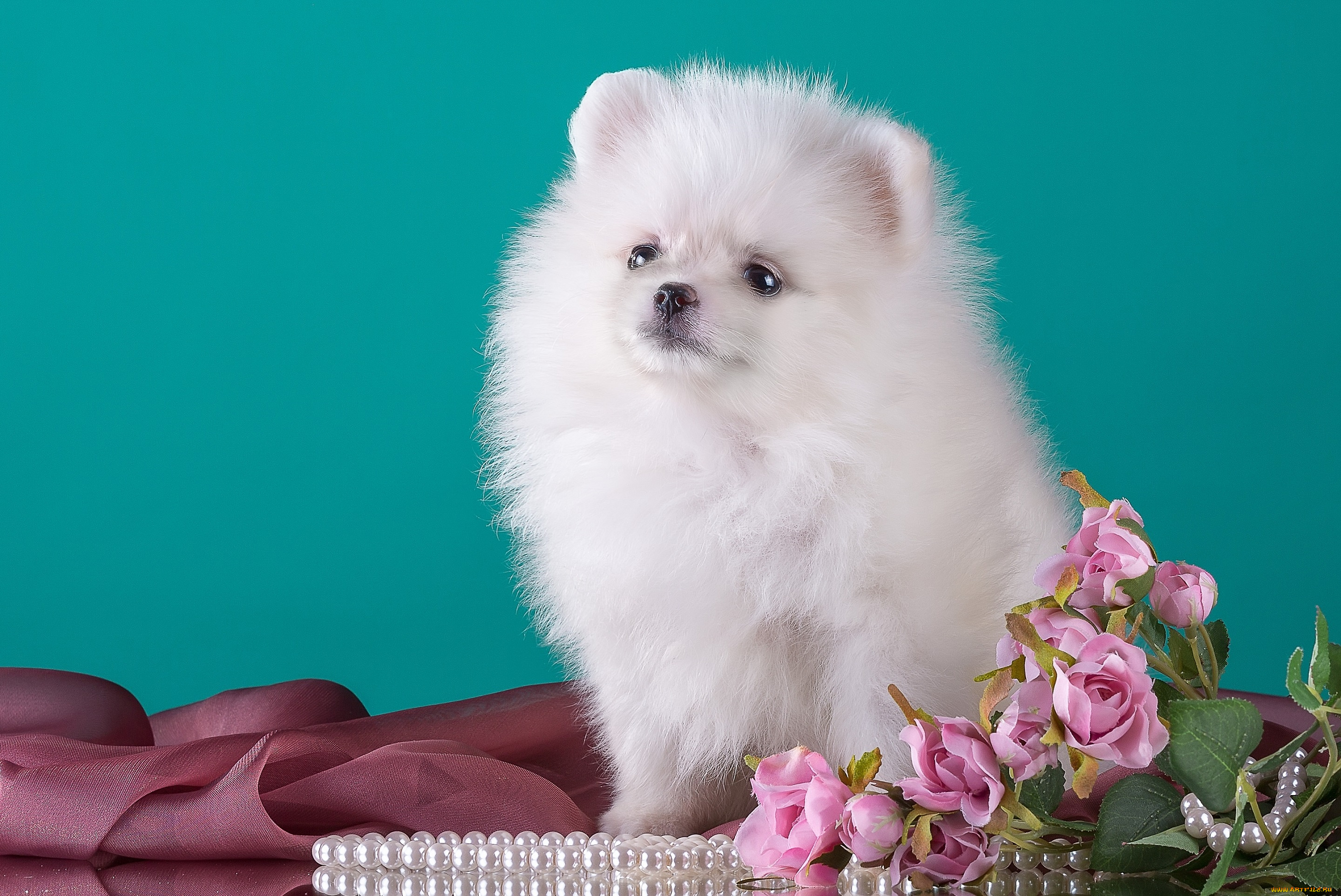 животные, собаки, милый, цветы, шпиц
