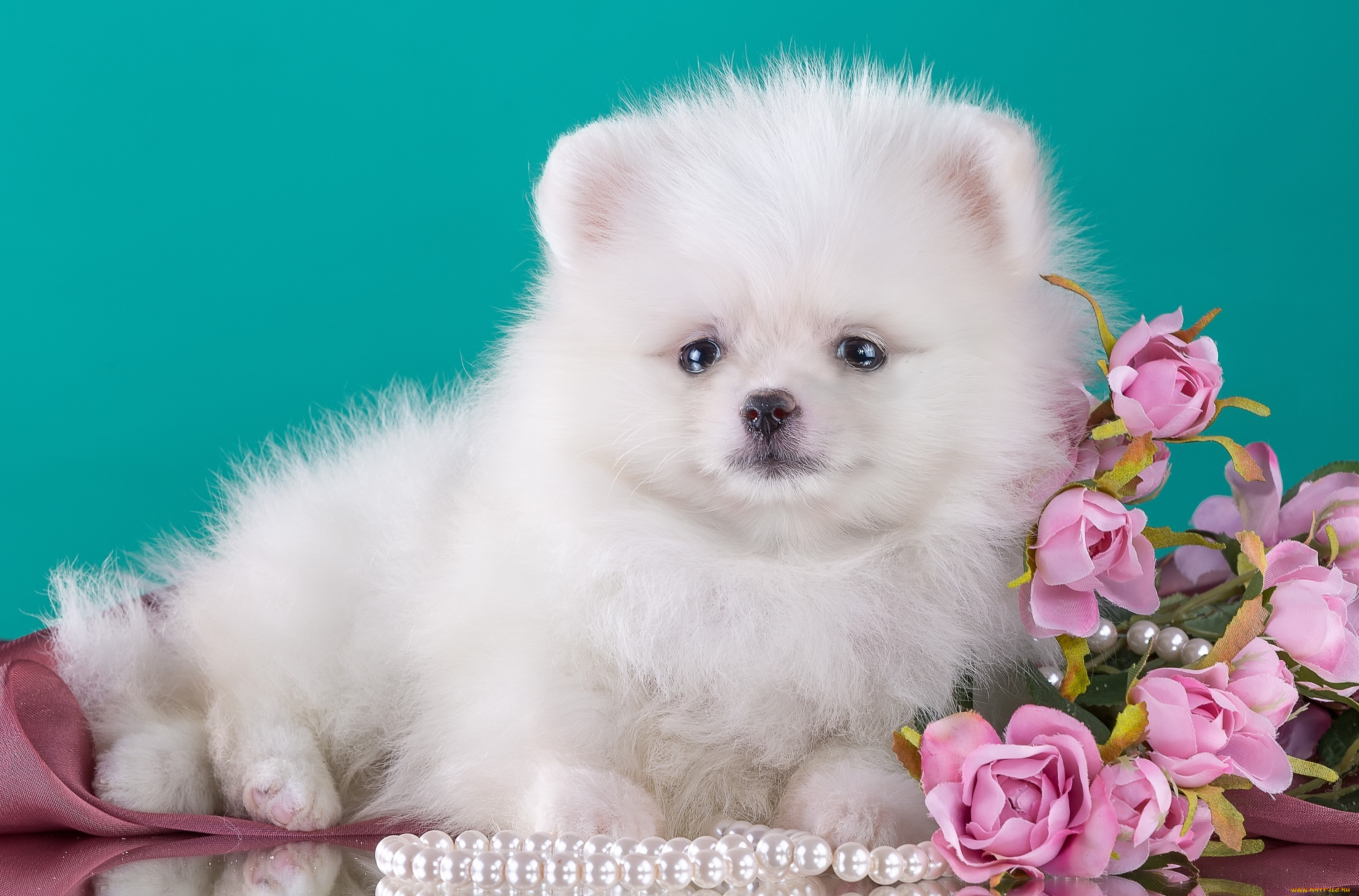 животные, собаки, шпиц, милый, цветы