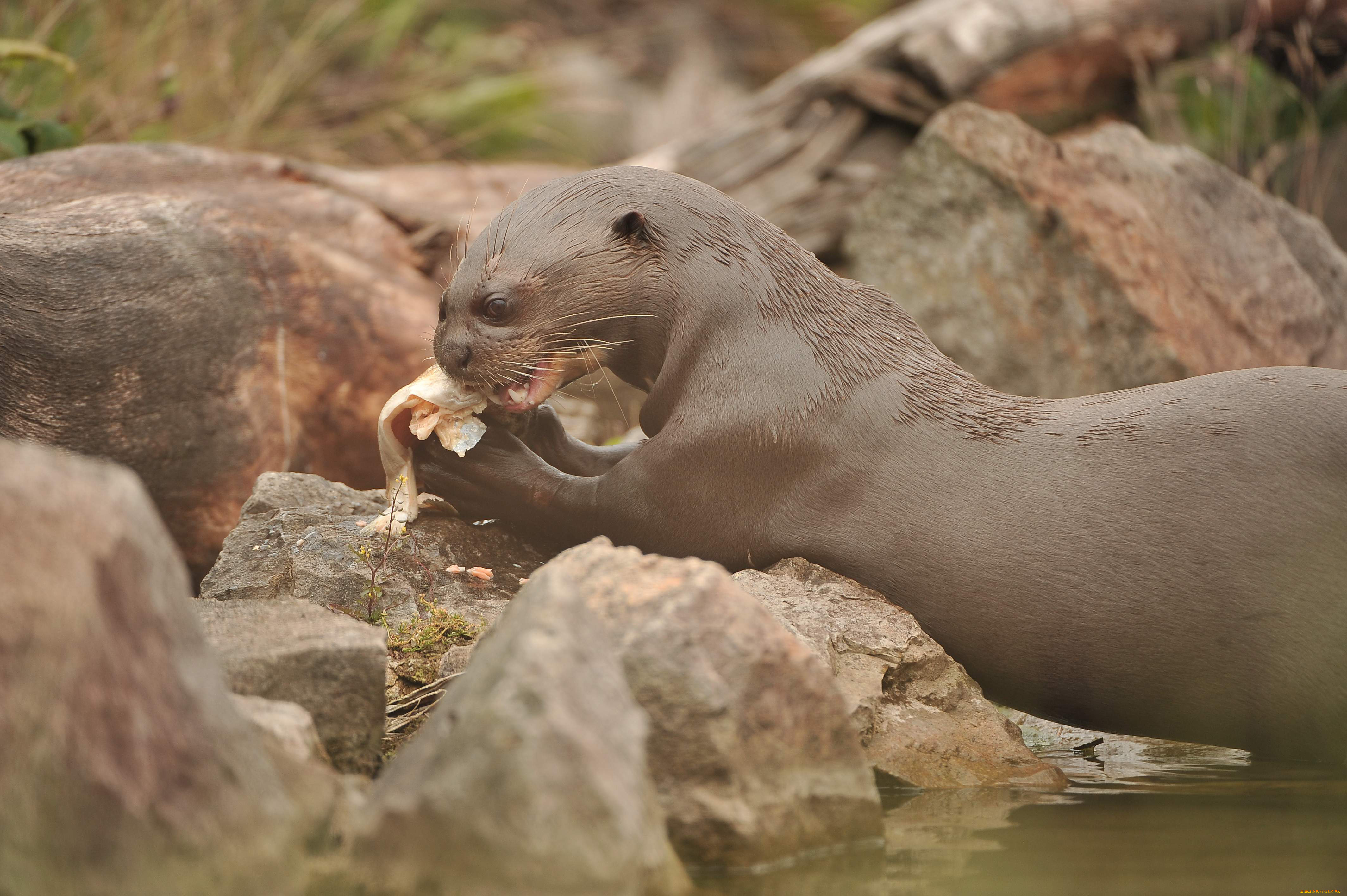 животные, выдры, , каланы, , ондатры, у, воды, обед, млекопитающие, выдра