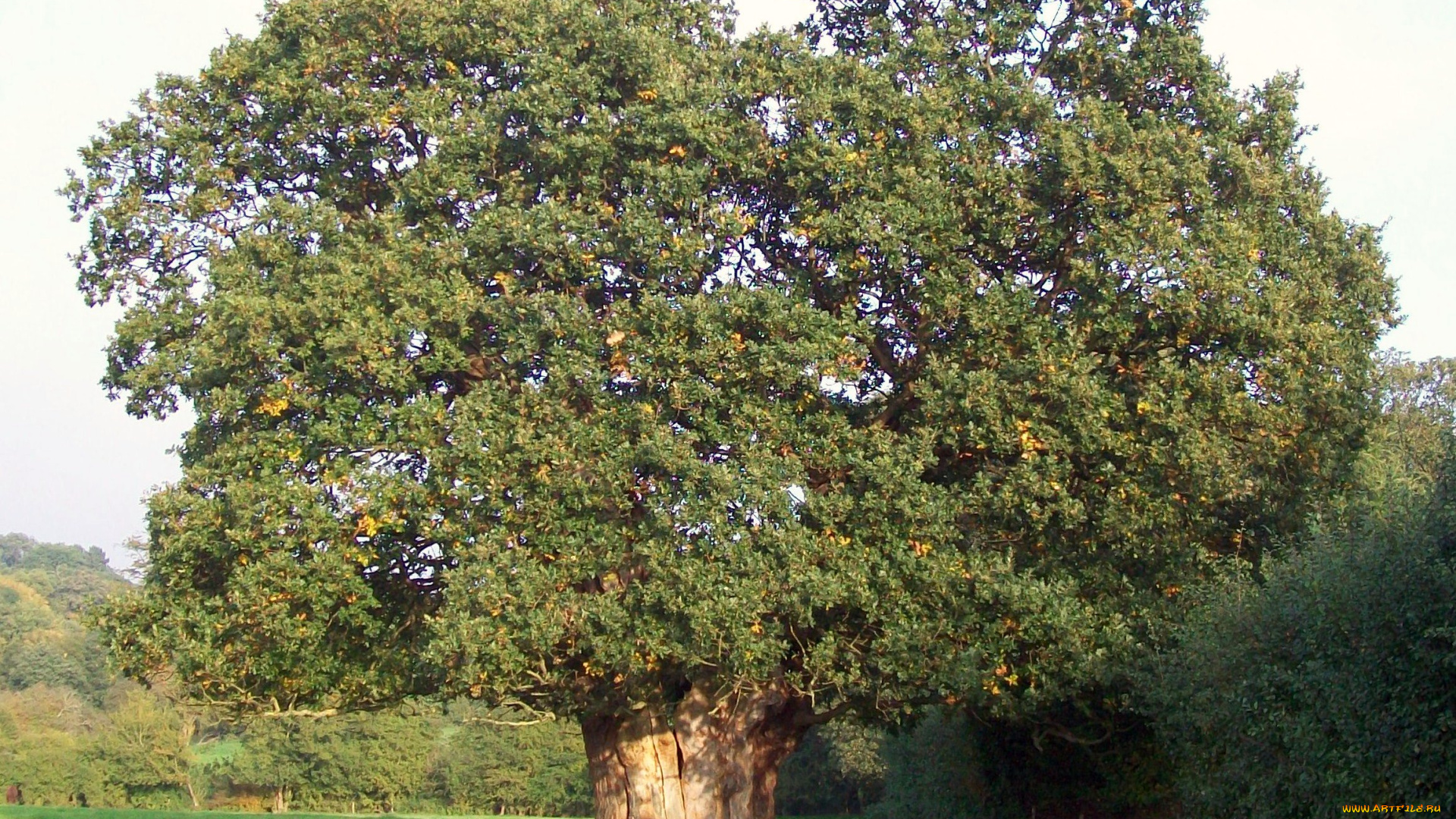 дуб, природа, деревья, дерево