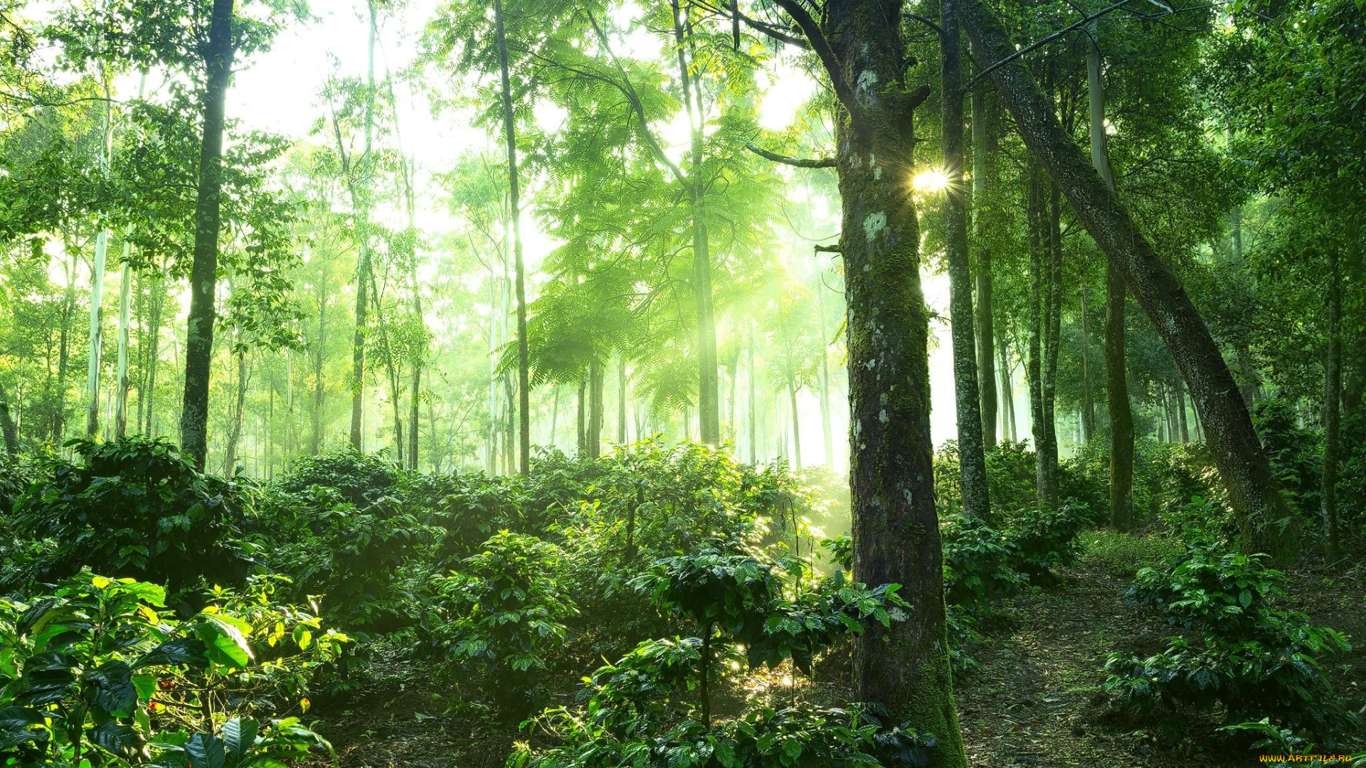 природа, лес, mt, kelimutueast, nusa, tenggaraindonesiaостров, флоресвосточная, нуса, тенггараиндонезиялесдеревьяпейзаж