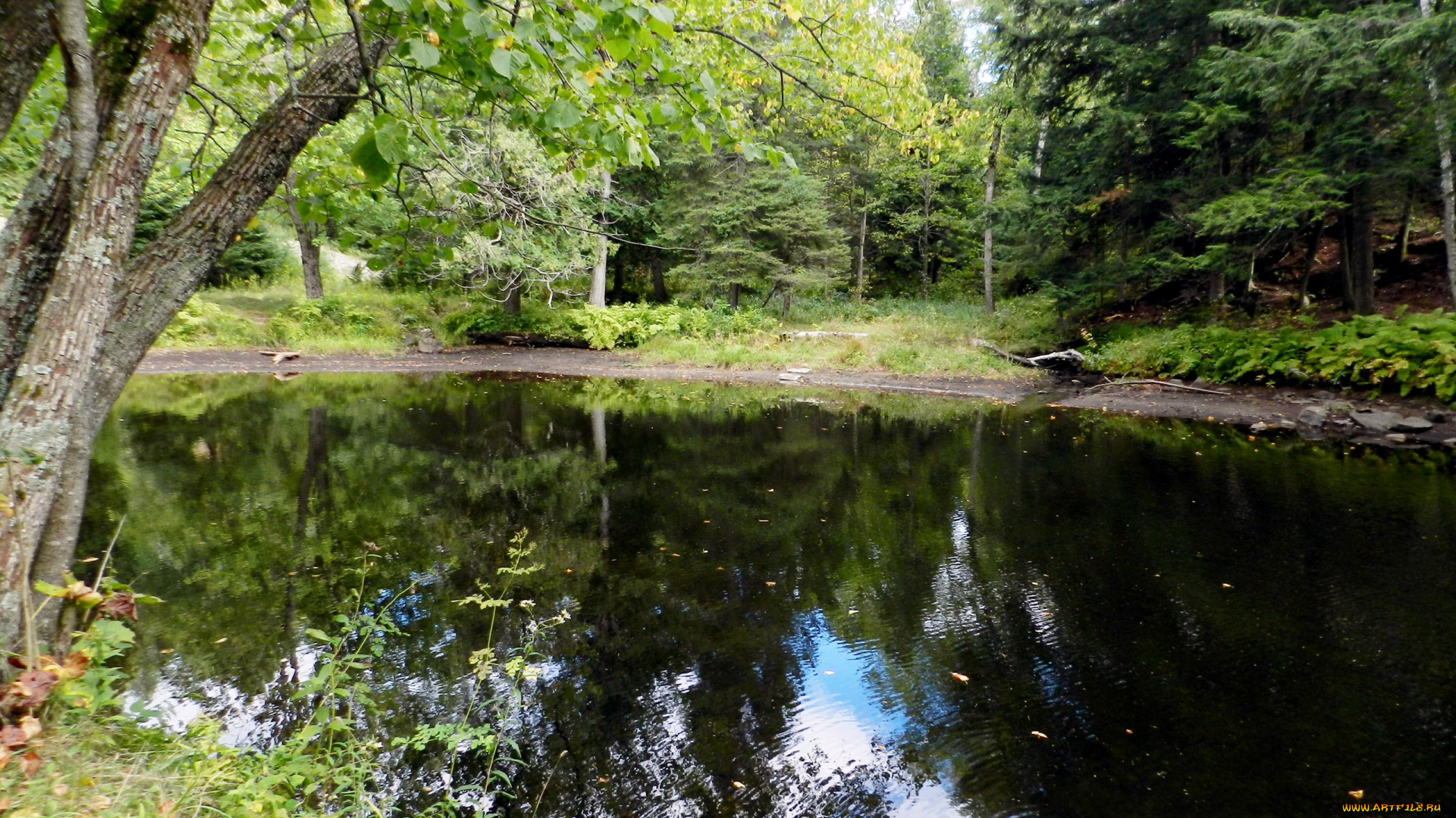 природа, реки, озера, отражение, вода