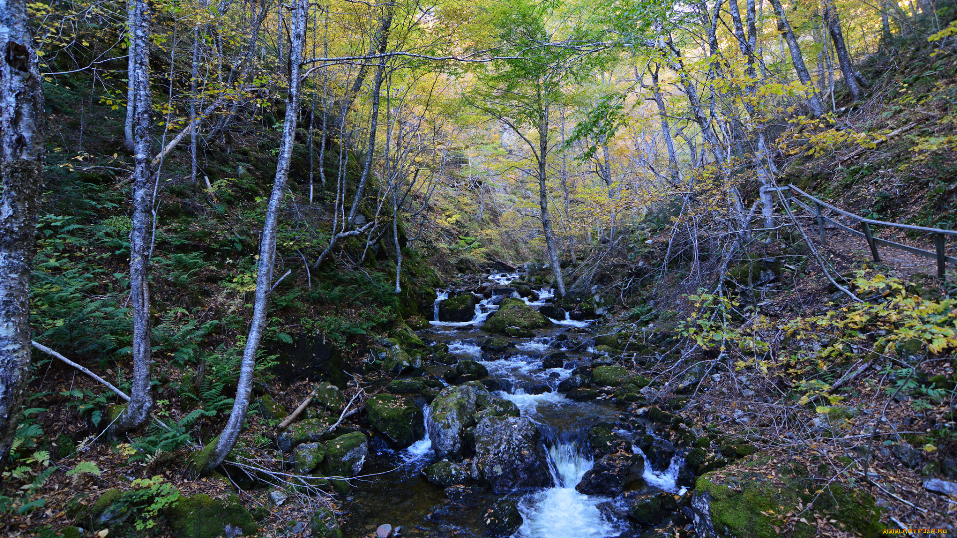 природа, реки, озера, река, лес