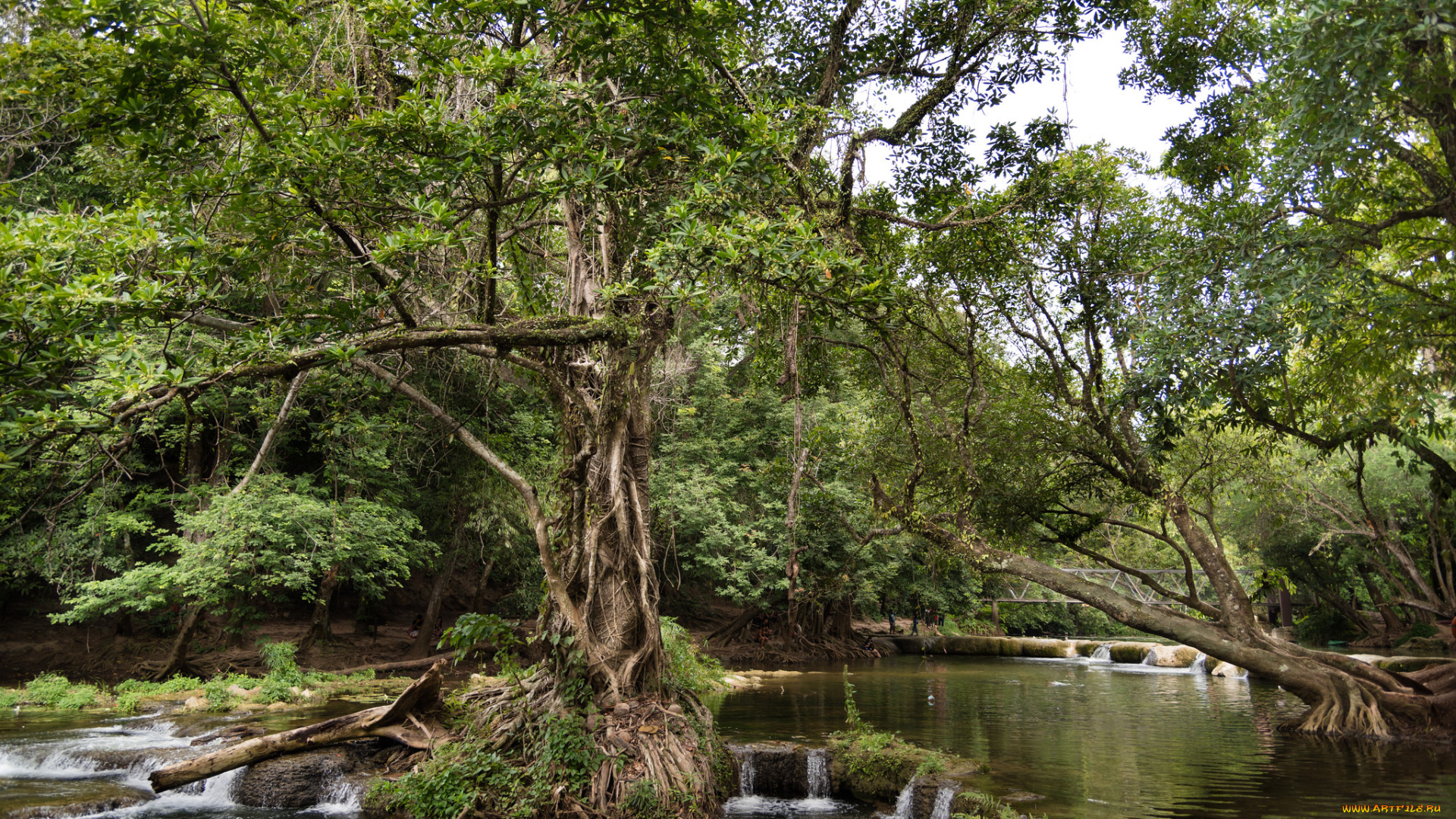 природа, реки, озера, река, лес