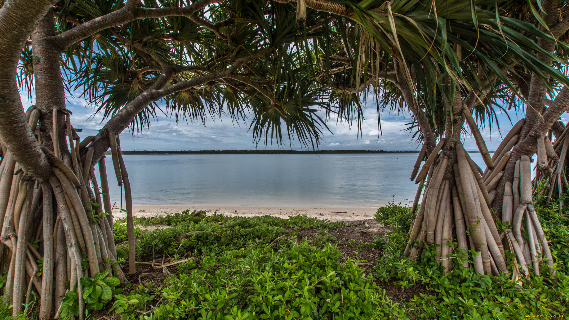 природа, реки, озера, река, лес