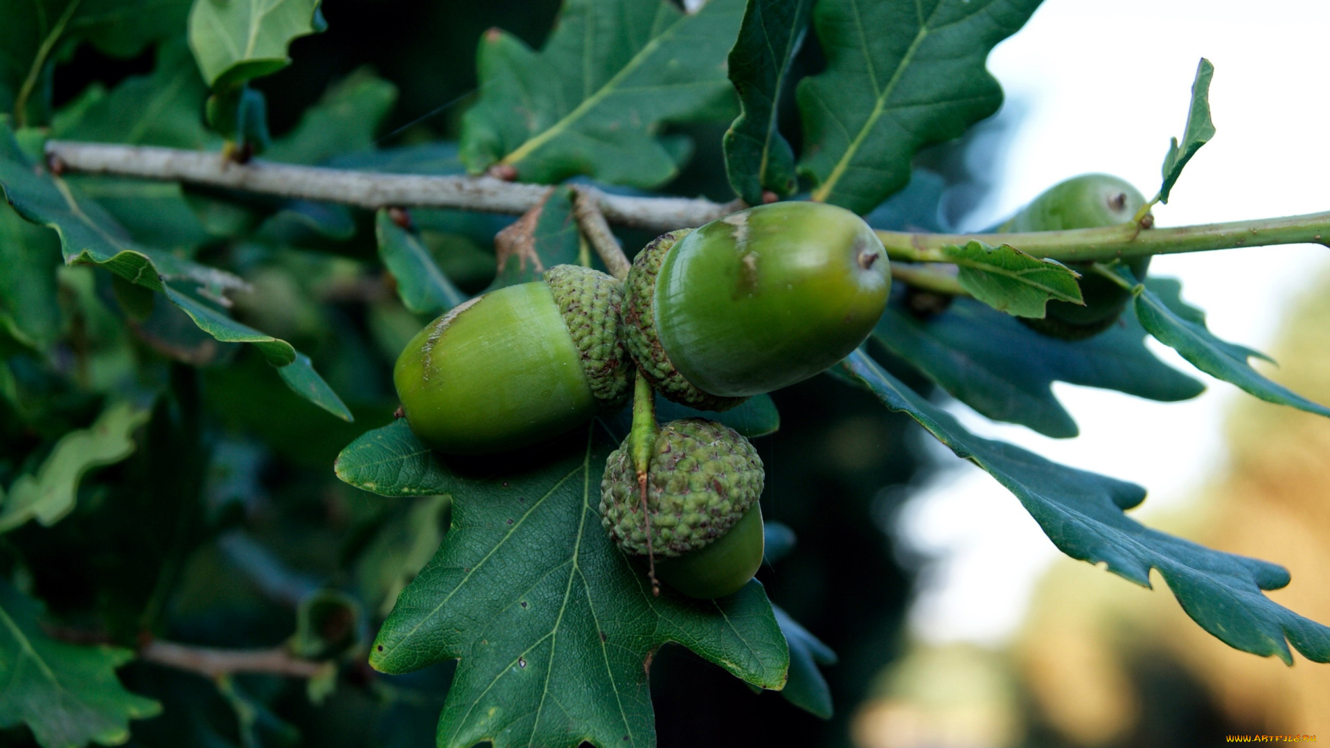 природа, шишки, , жёлуди, , каштаны, века, дуб, жолуди