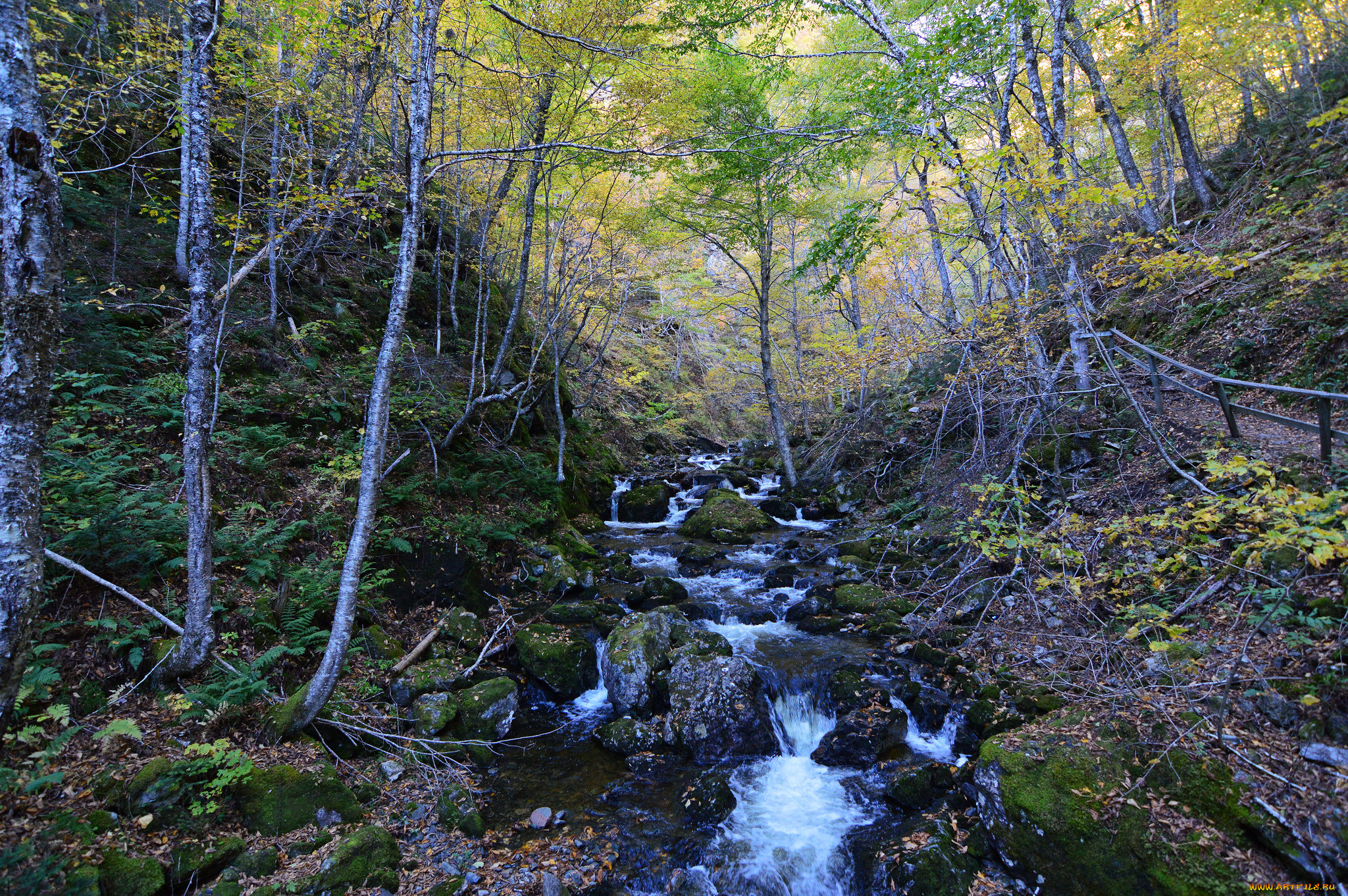 природа, реки, озера, река, лес