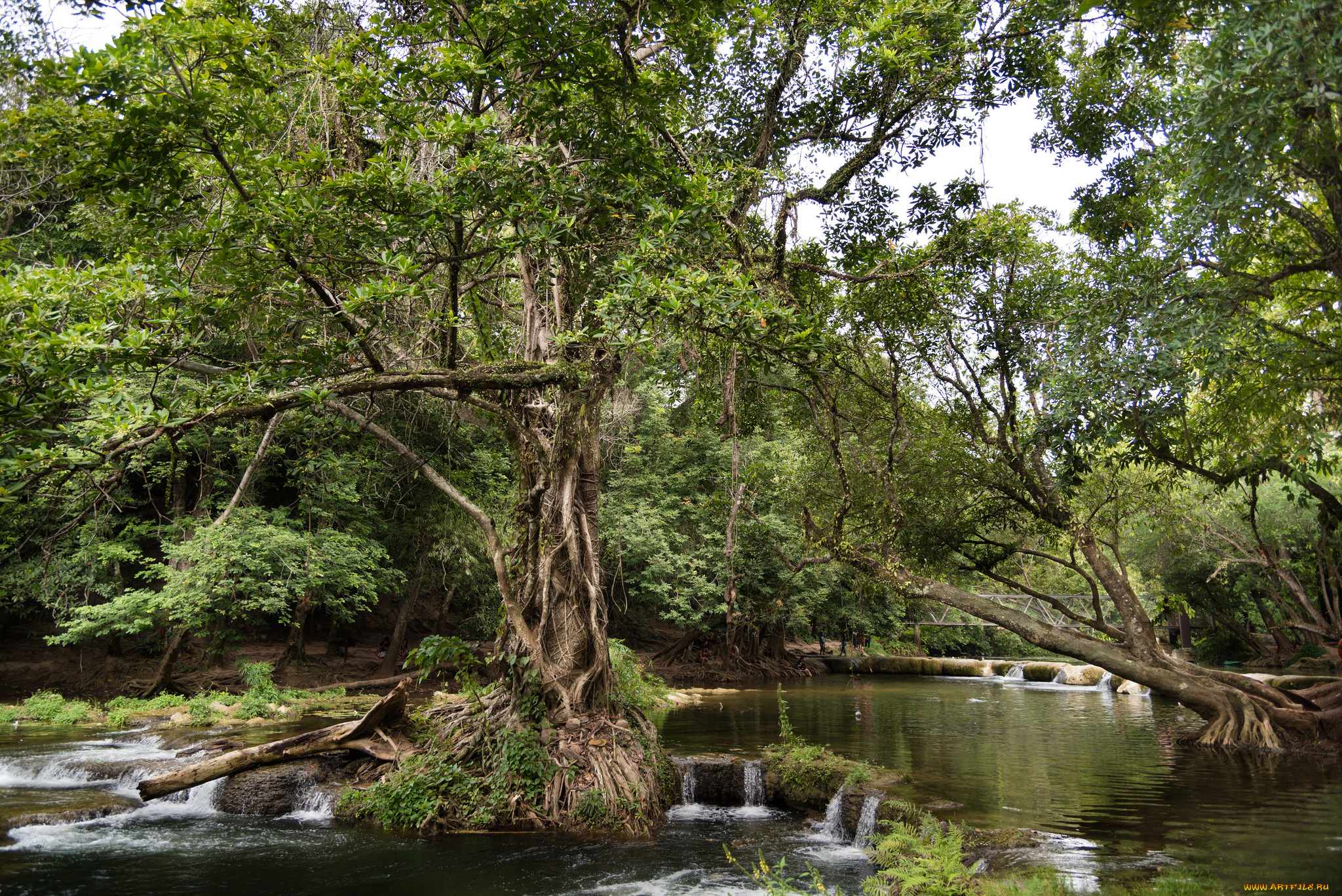 природа, реки, озера, река, лес