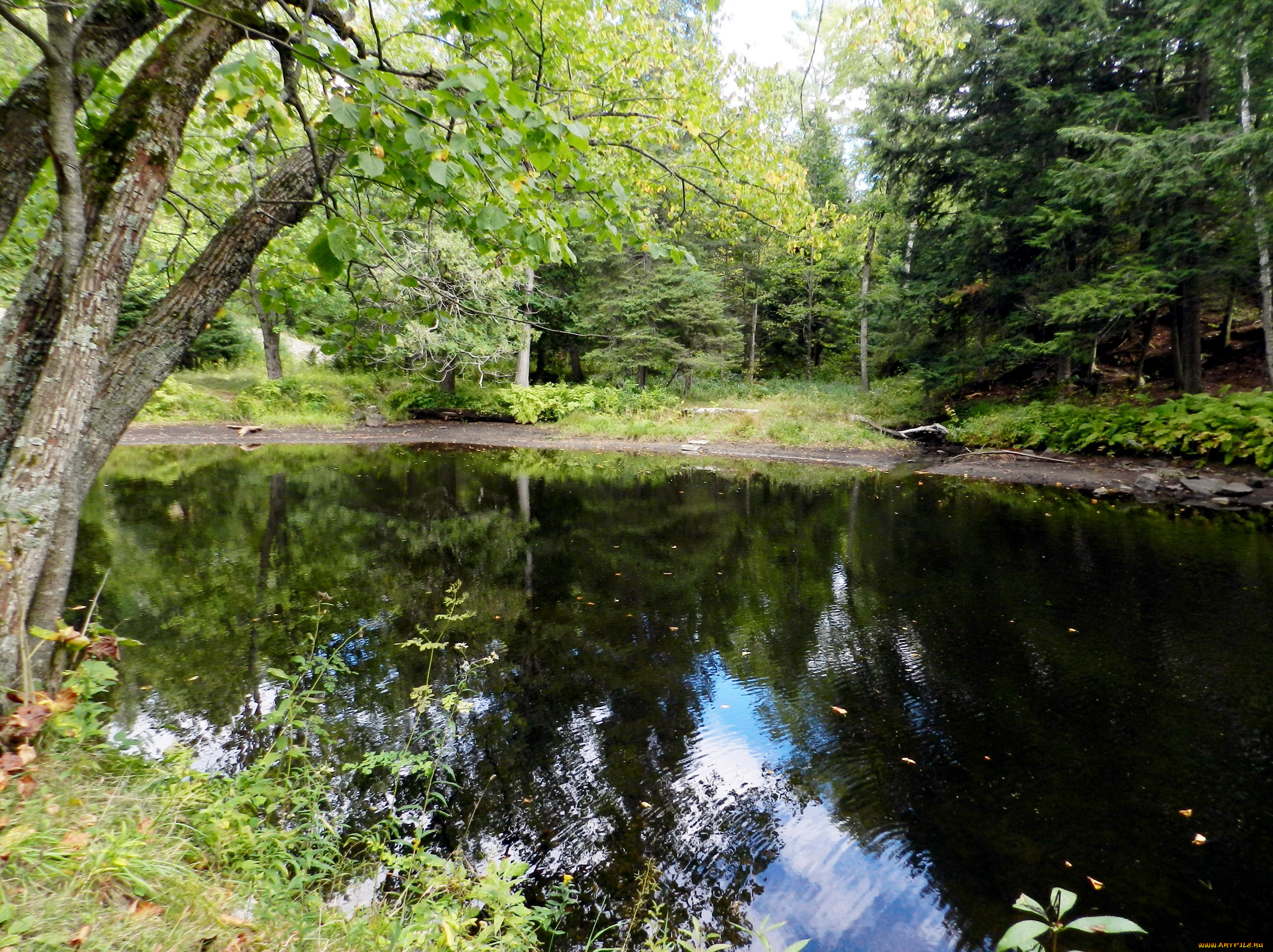 природа, реки, озера, отражение, вода