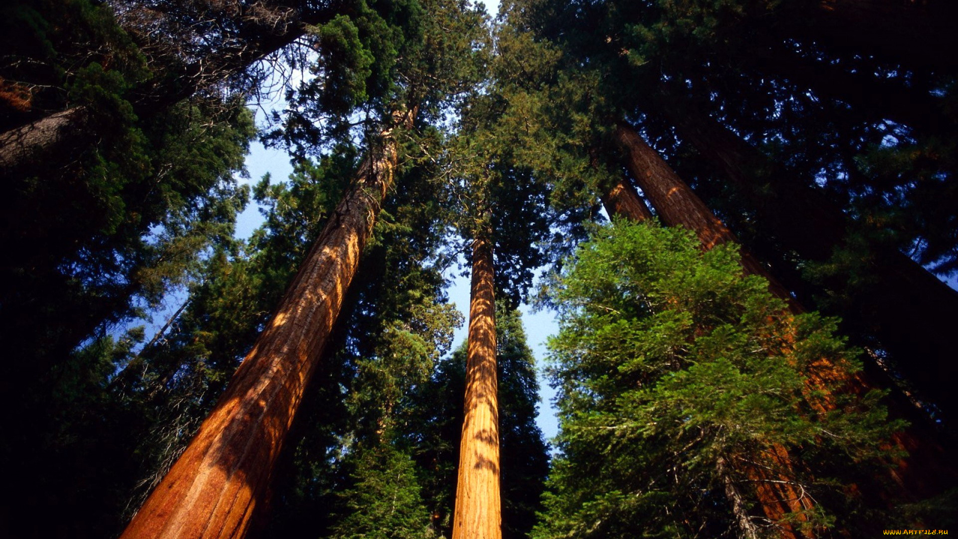 природа, деревья, сосны