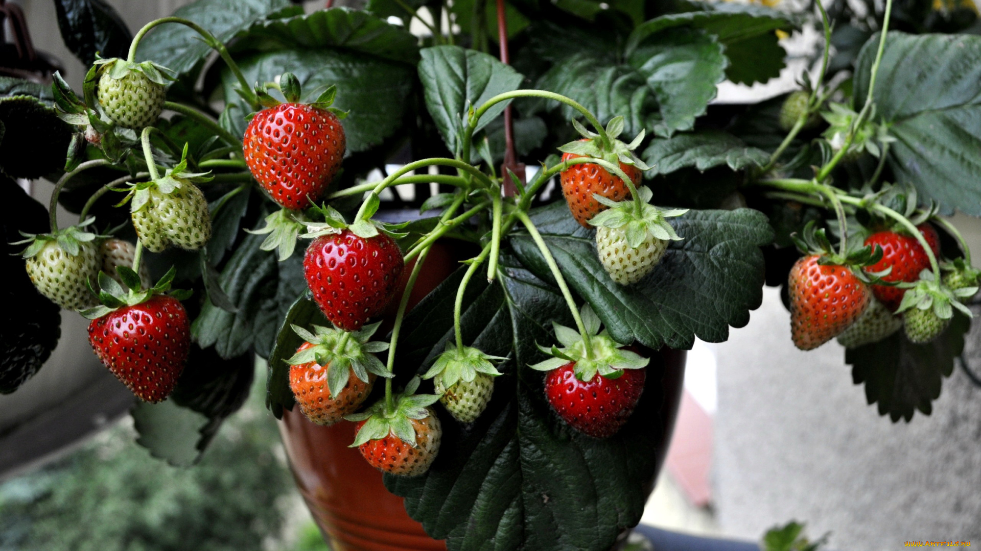 природа, Ягоды, клубника