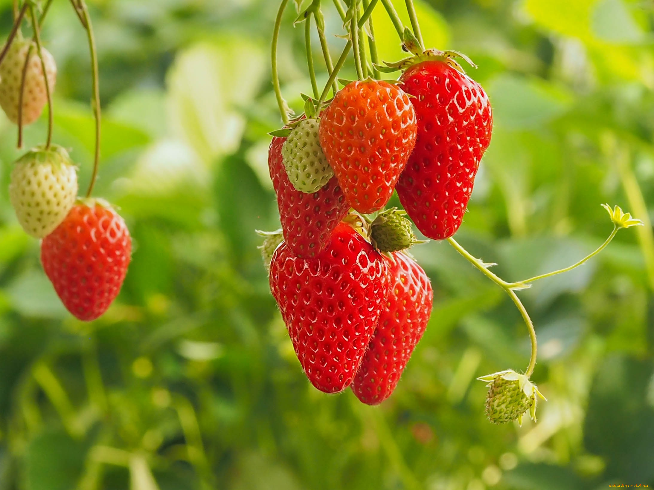 природа, ягоды, боке, клубника