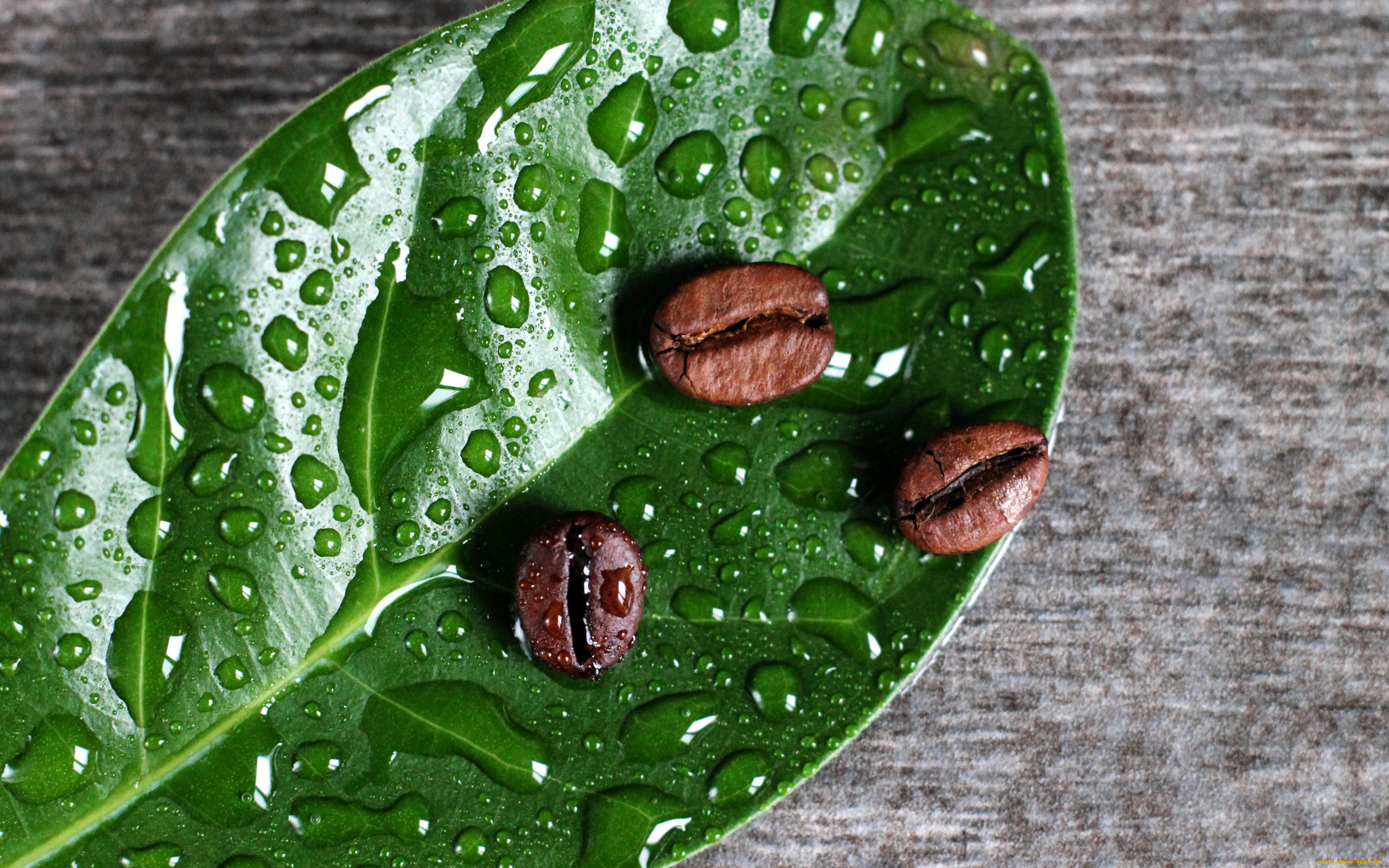 еда, кофе, , кофейные, зёрна, капли, лист, кофейные, зёрна