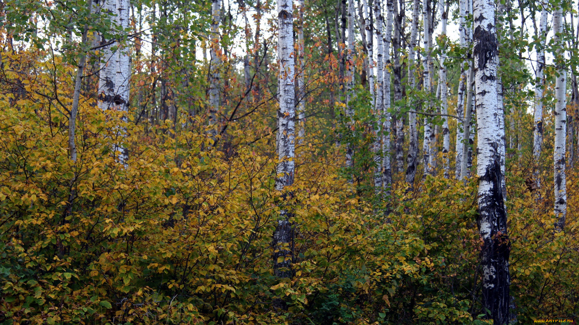 природа, лес, березы