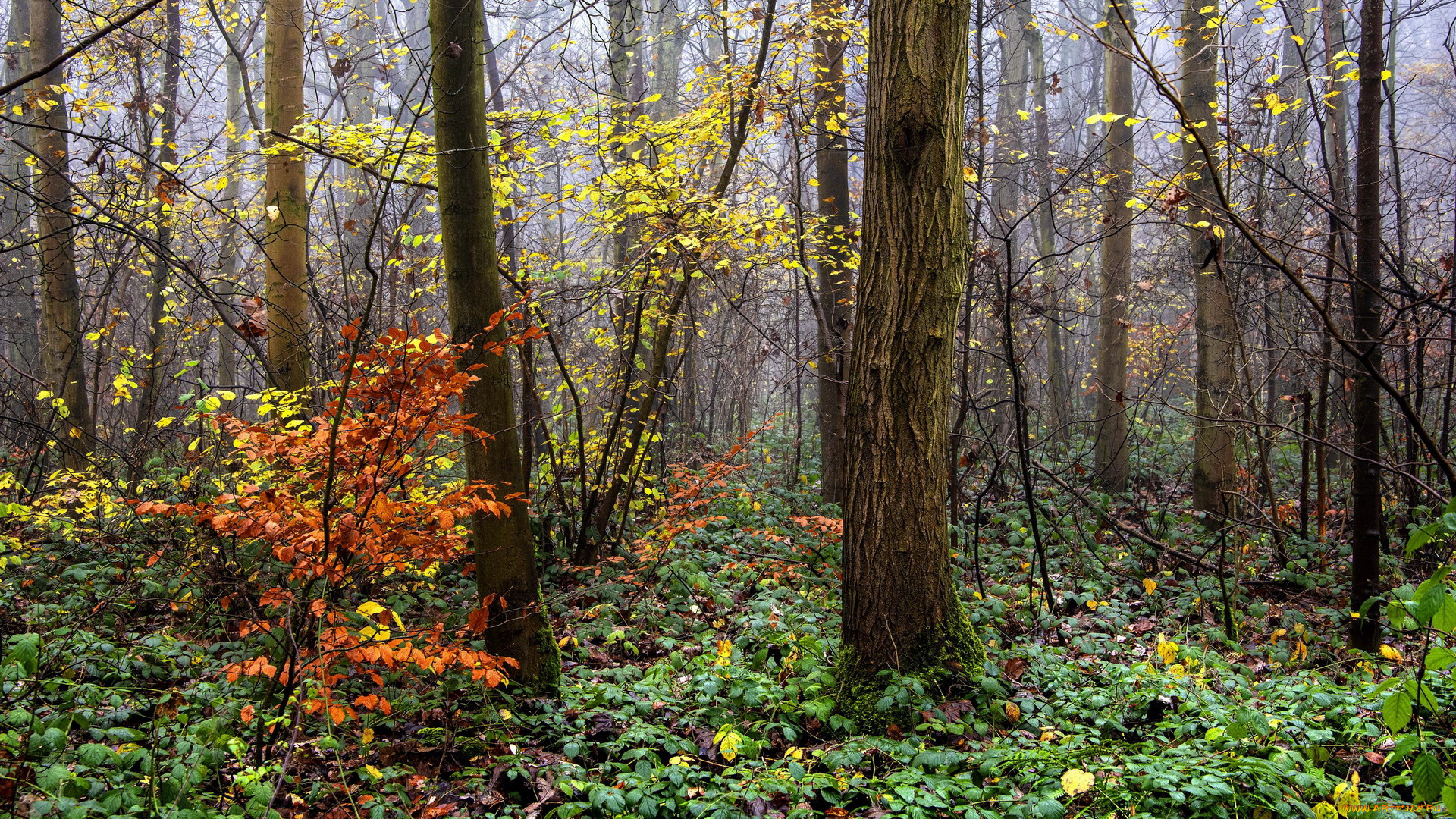 природа, лес, деревья