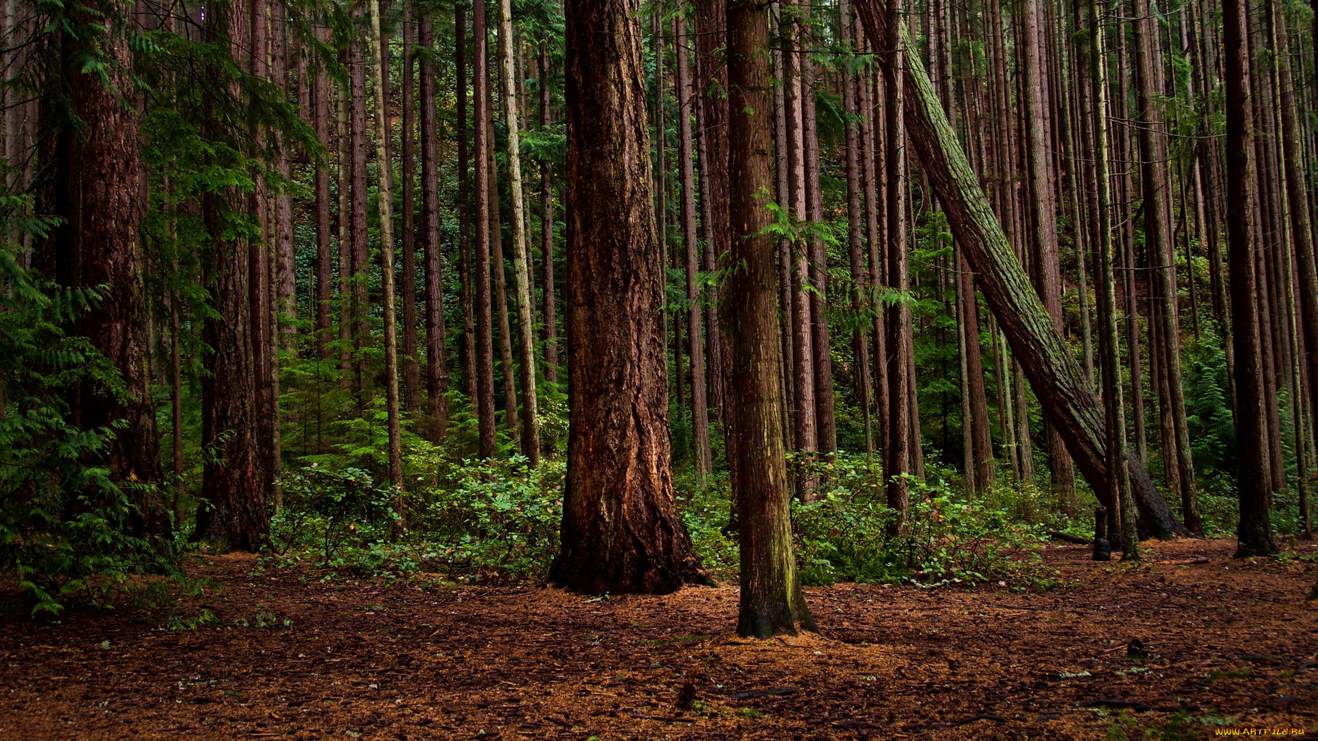 природа, лес, сосны