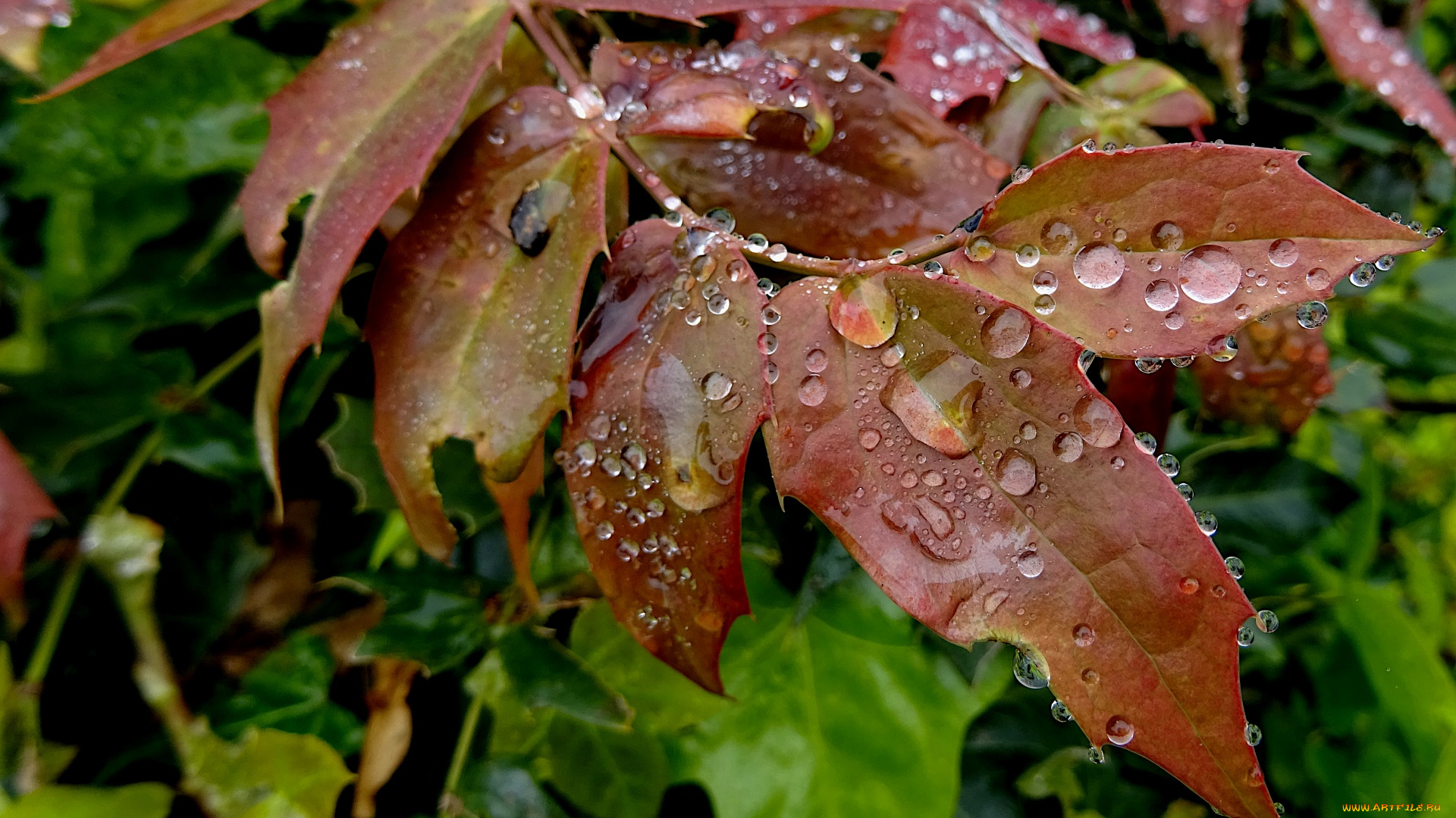 природа, листья, ветка, капли