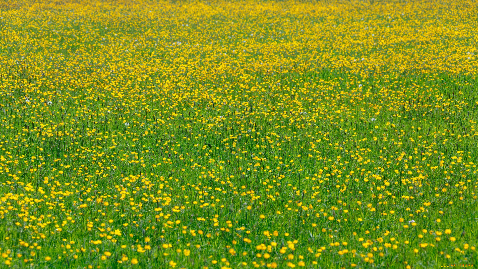 природа, луга, трава, луг, цветы