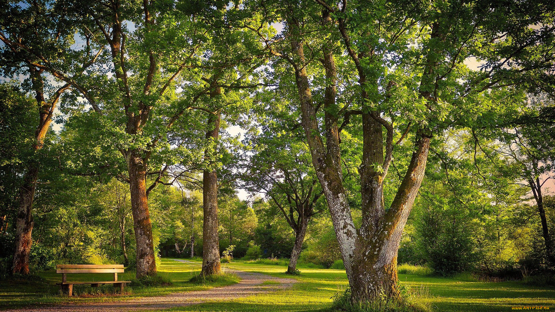 природа, парк, аллея, деревья, скамейка