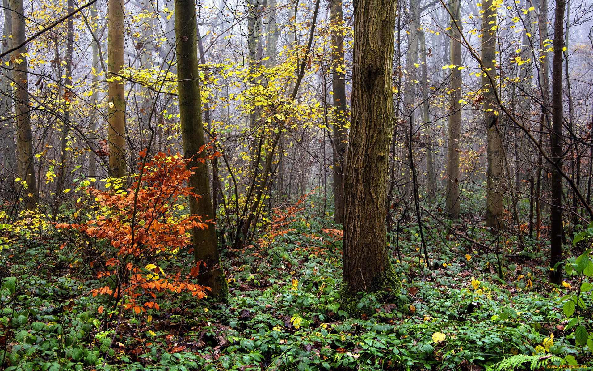 природа, лес, деревья