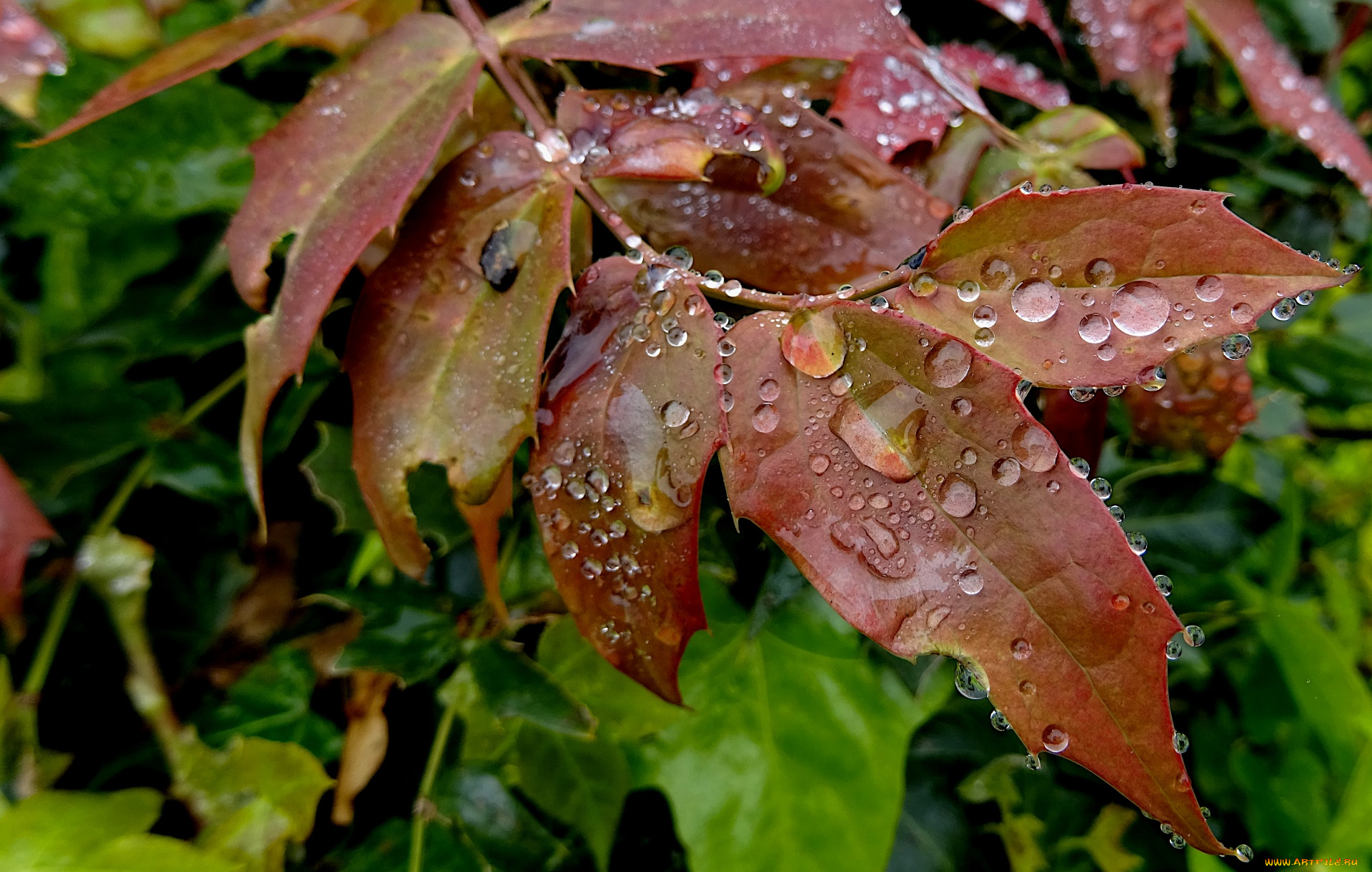 природа, листья, ветка, капли