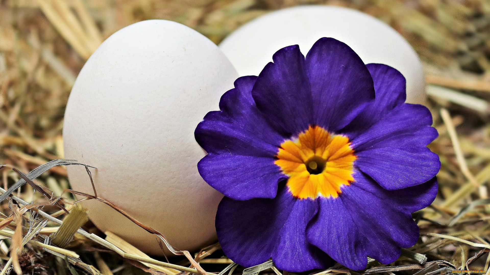 праздничные, пасха, яйца, цветок, солома