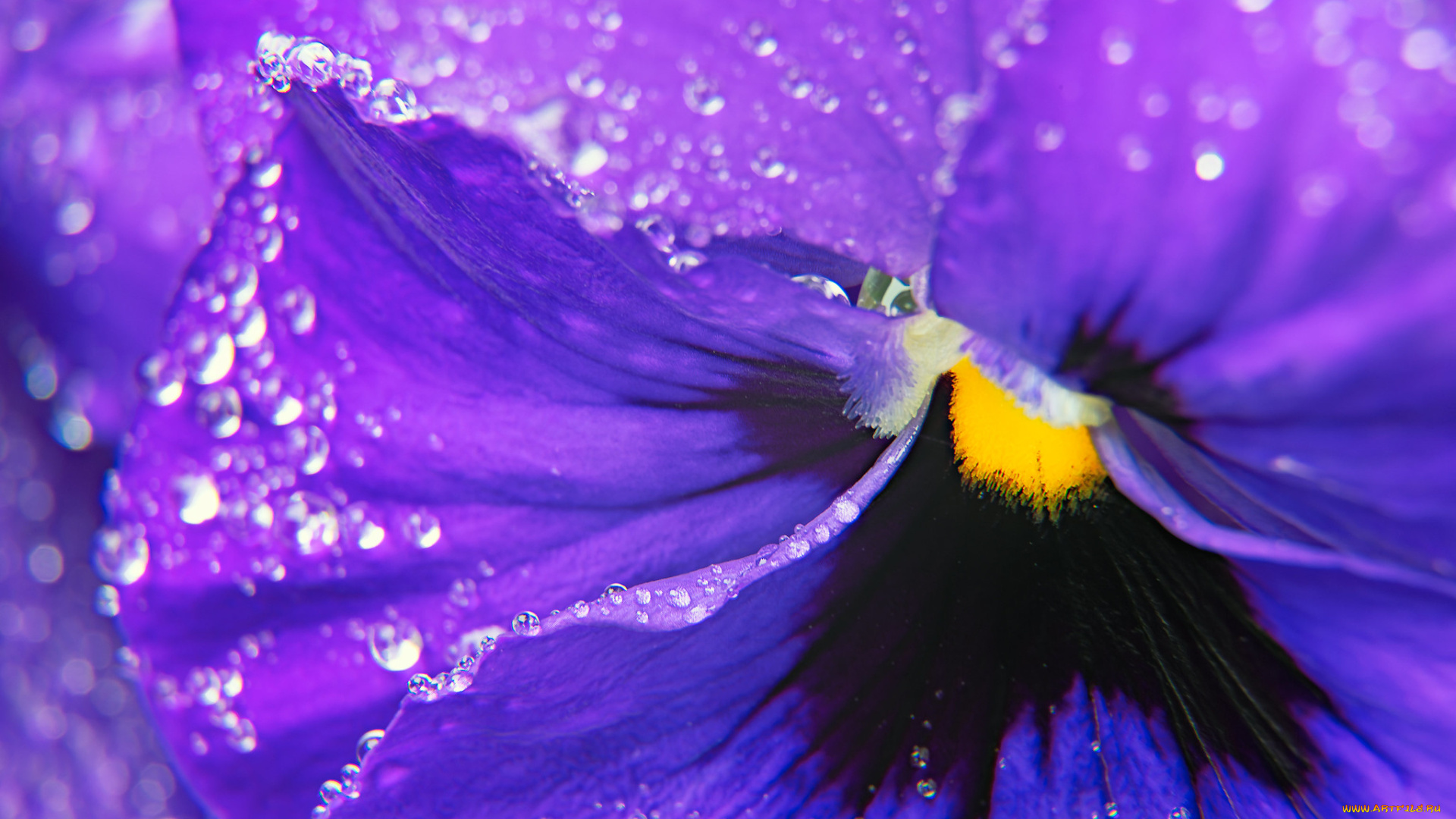 цветы, анютины, глазки, , садовые, фиалки, макро