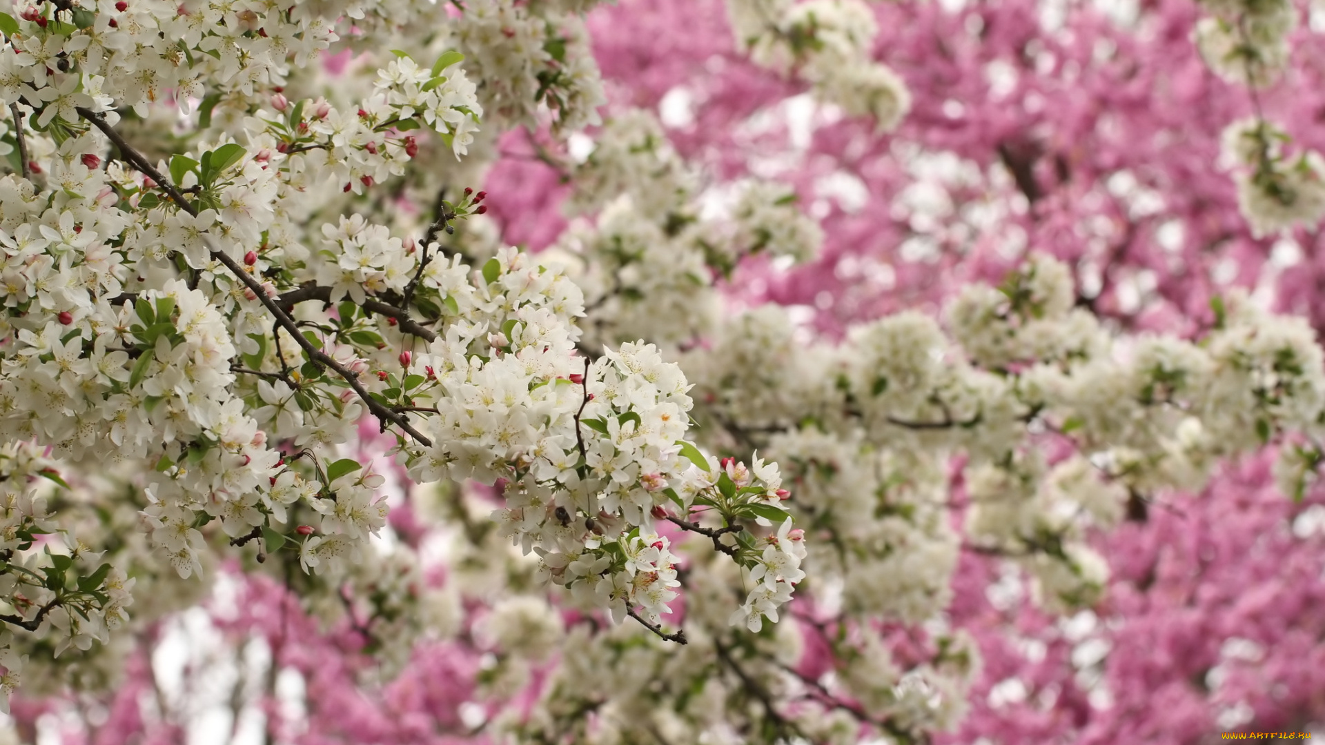 цветы, цветущие, деревья, , , кустарники, весна