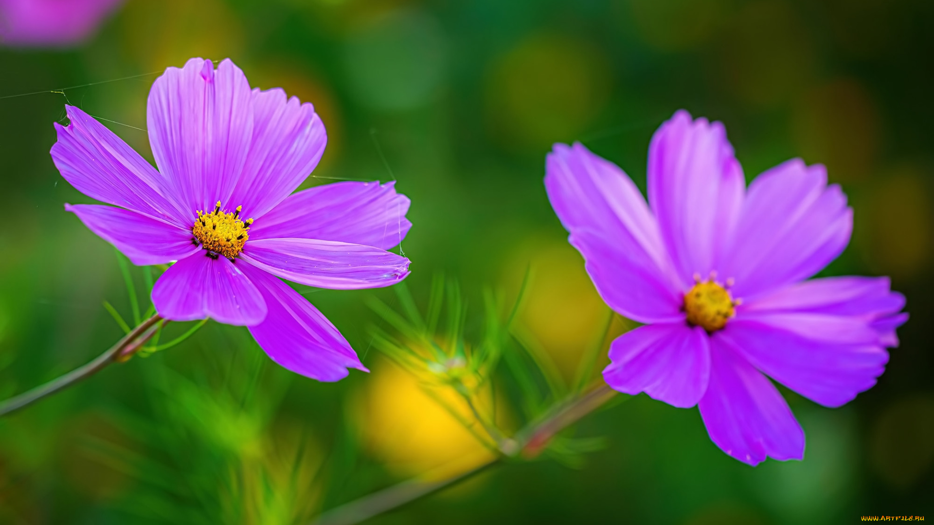 цветы, космея, лето