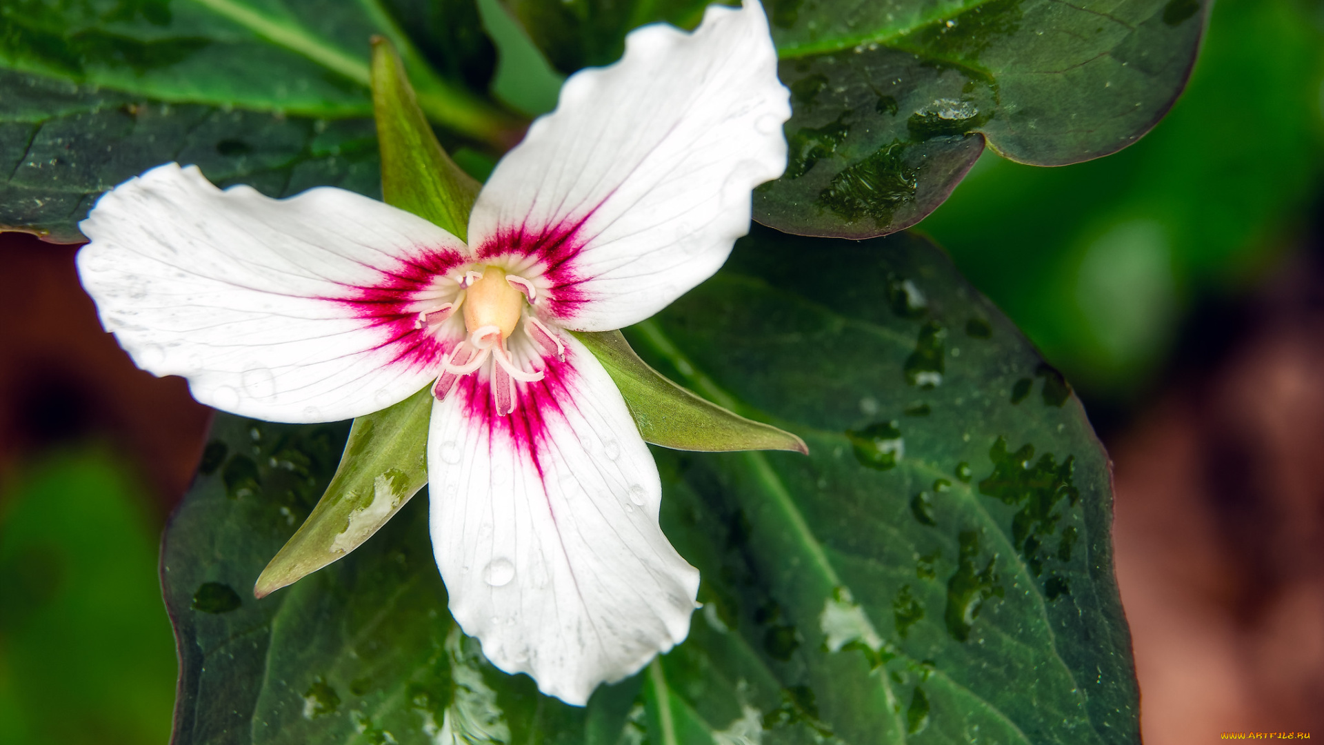 цветы, триллиумы, белый